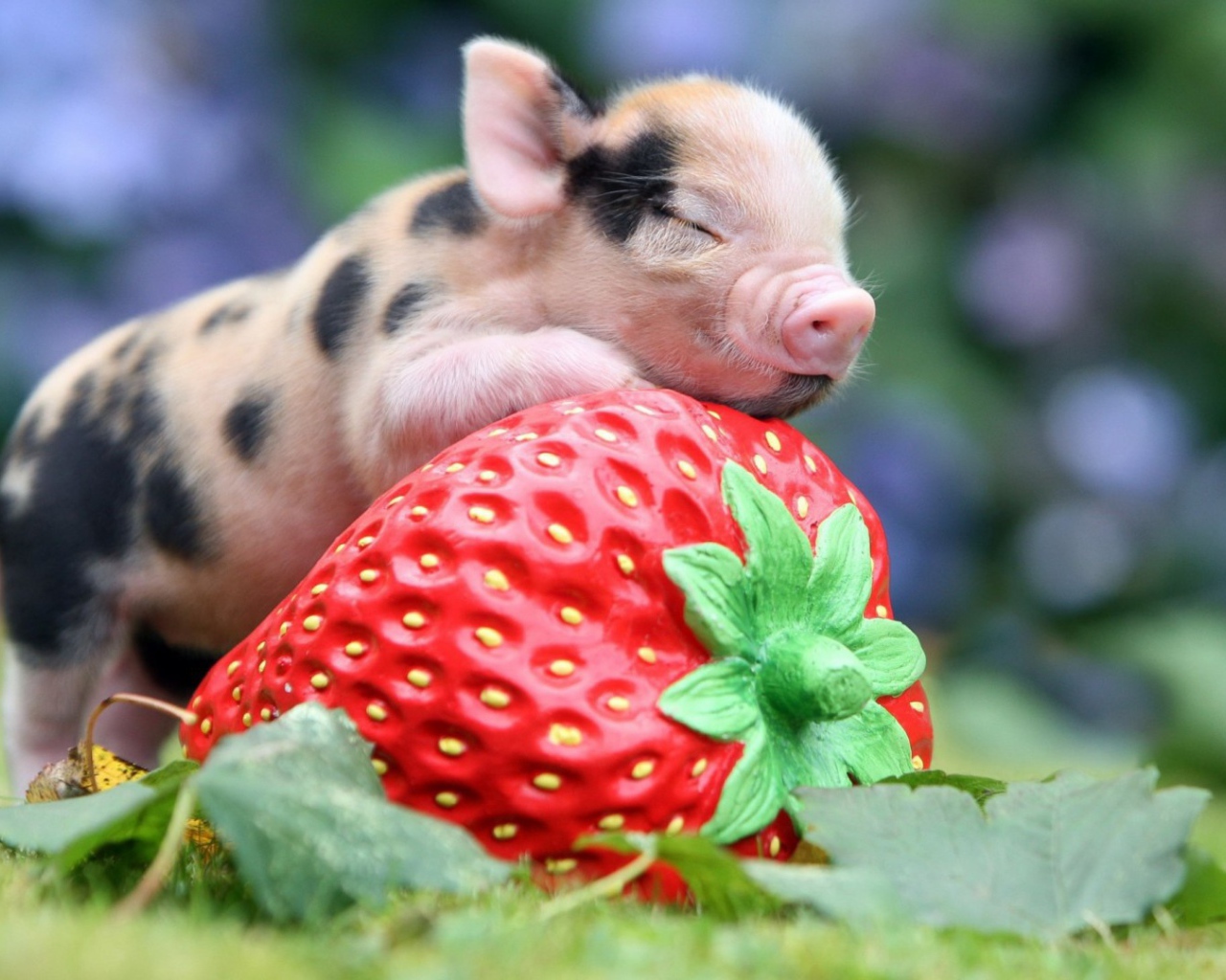 Поросенок с клубникой