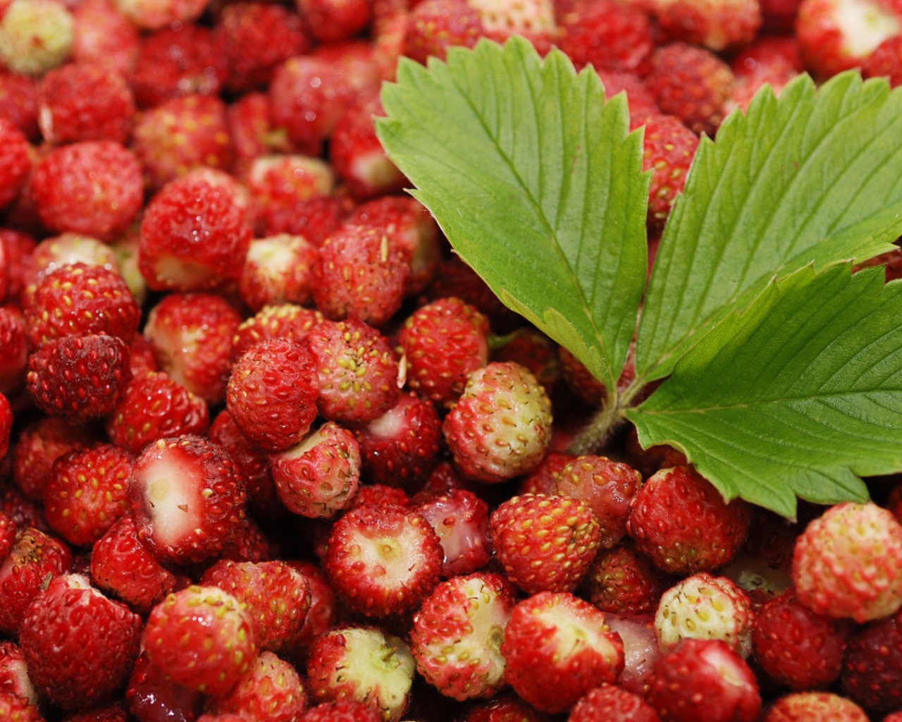 Лесная земляника