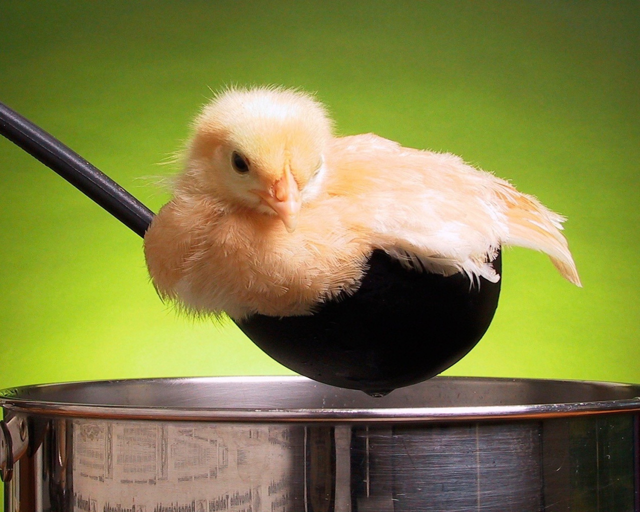 Цыпленок в поварешке