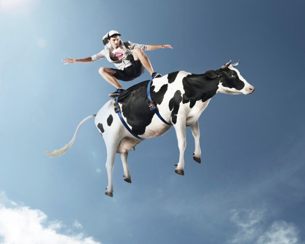 Фристайл на корове