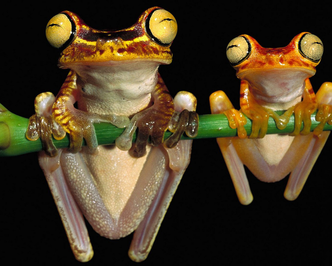 Лягушки висят на ветке