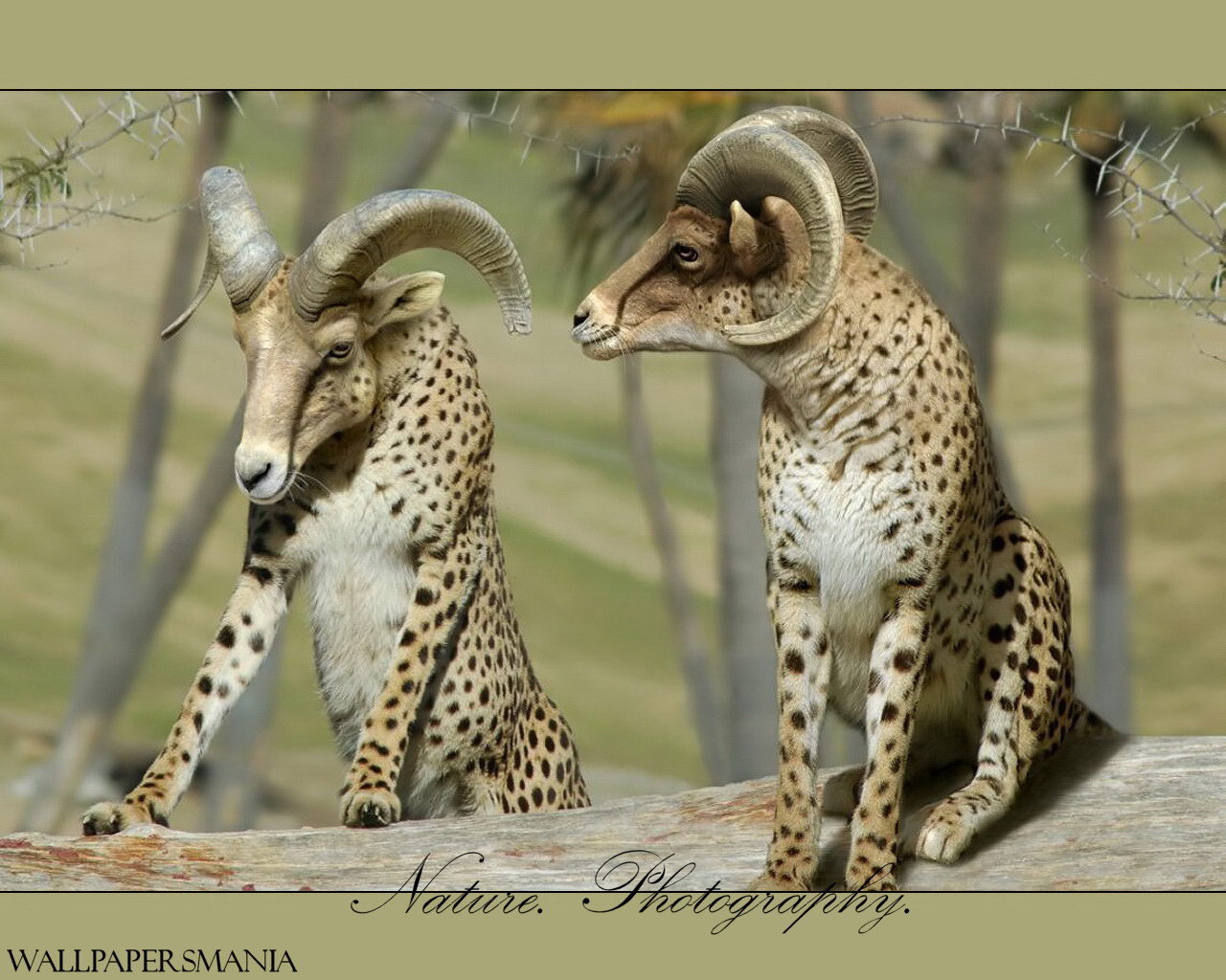 Бараны в леопардовой шкуре