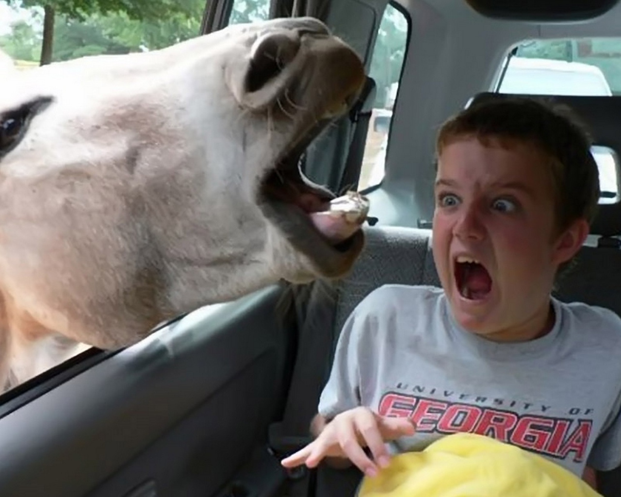 Осел напугал ребенка