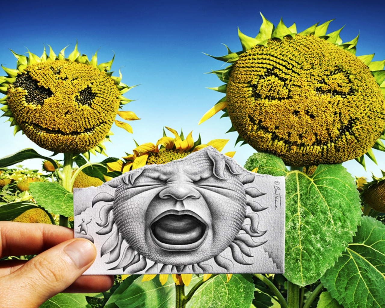 Лицо на подсолнухе