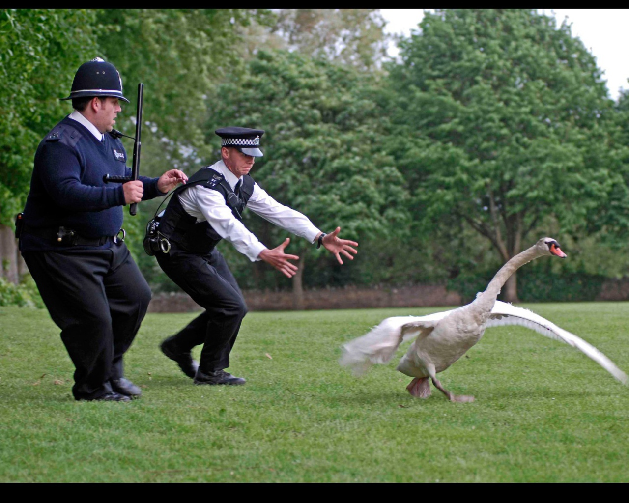 Полиция ловит гуся