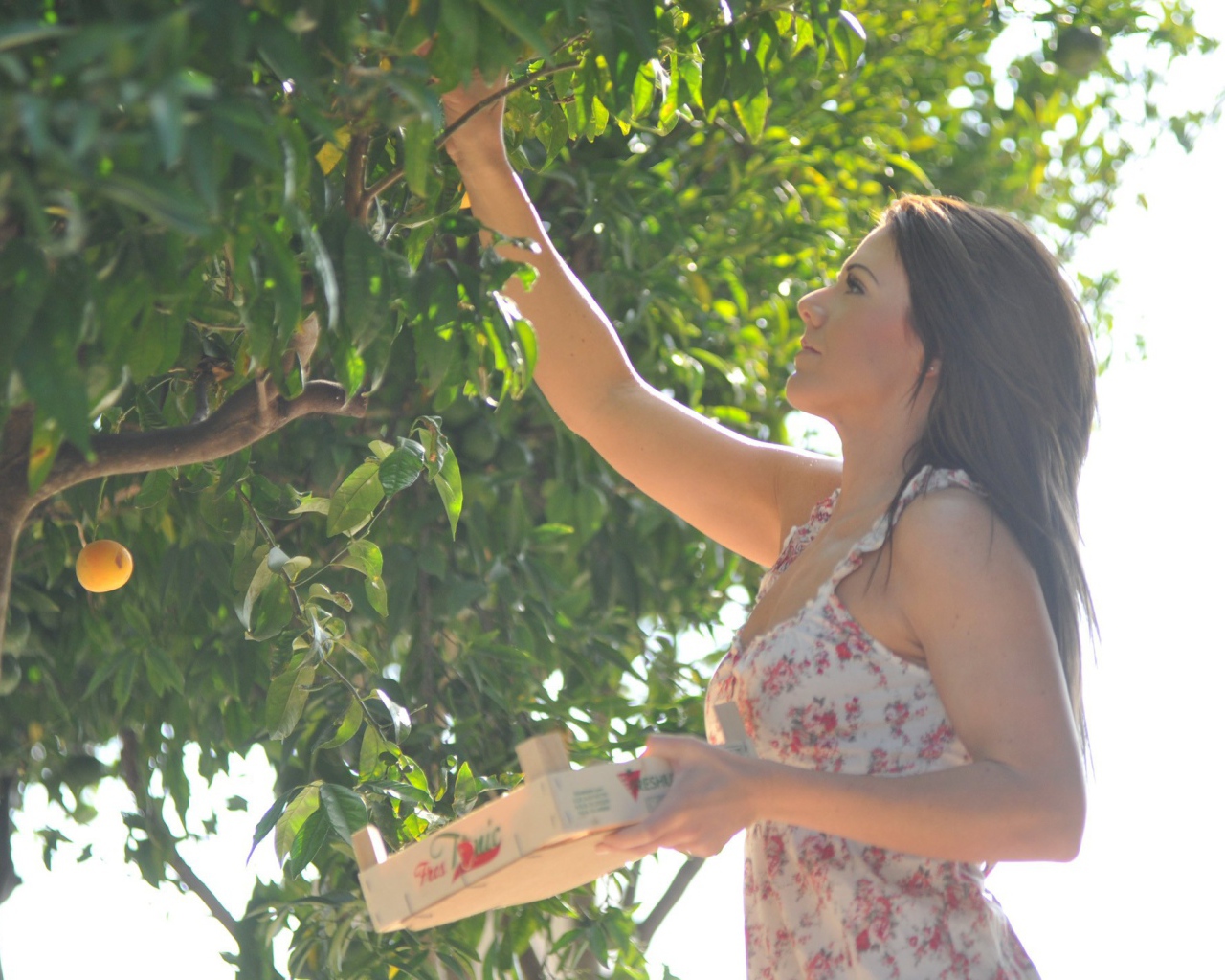 Девушка собирает фрукты