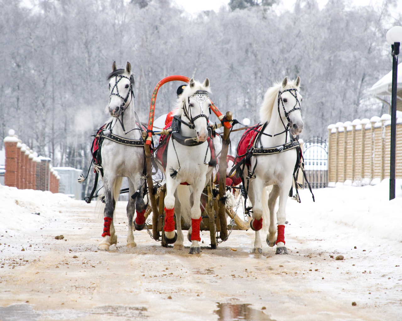 Русская тройка на Масленицу