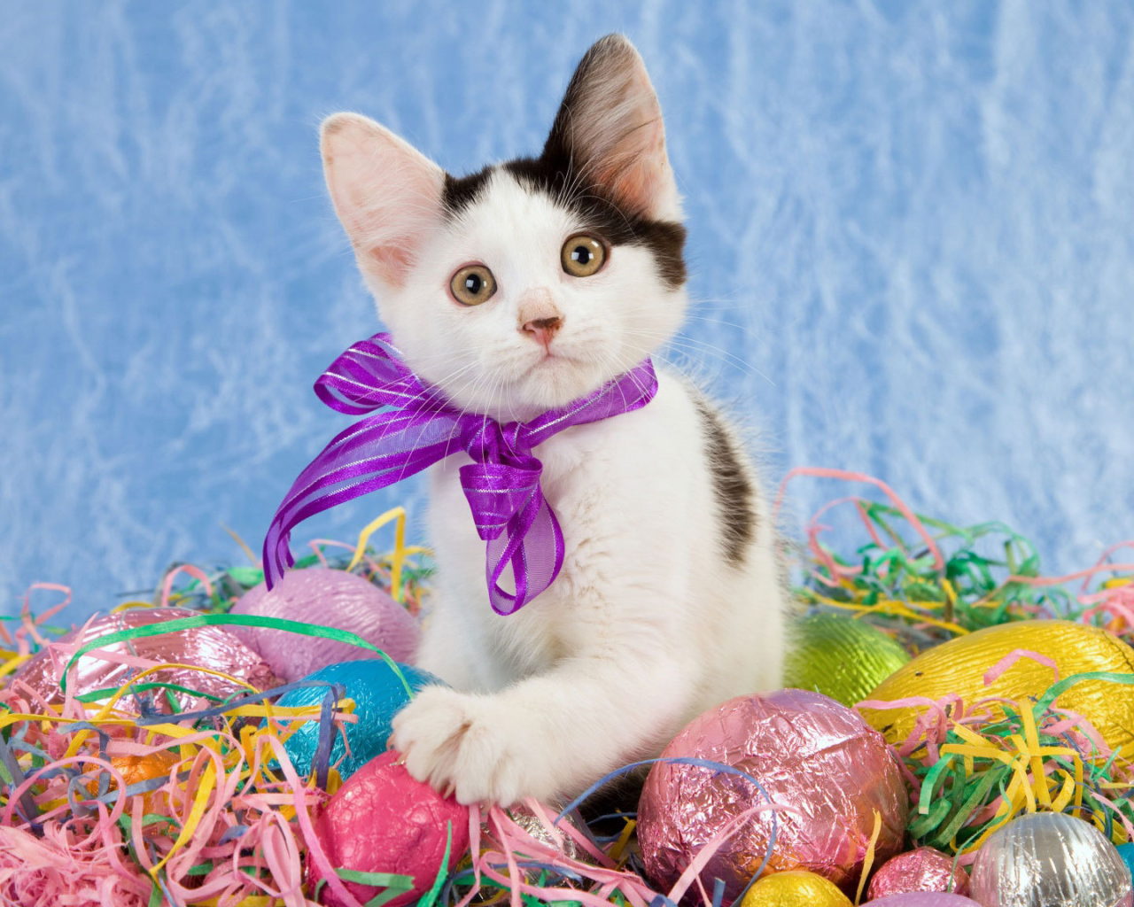 Котенок среди яиц на Пасху