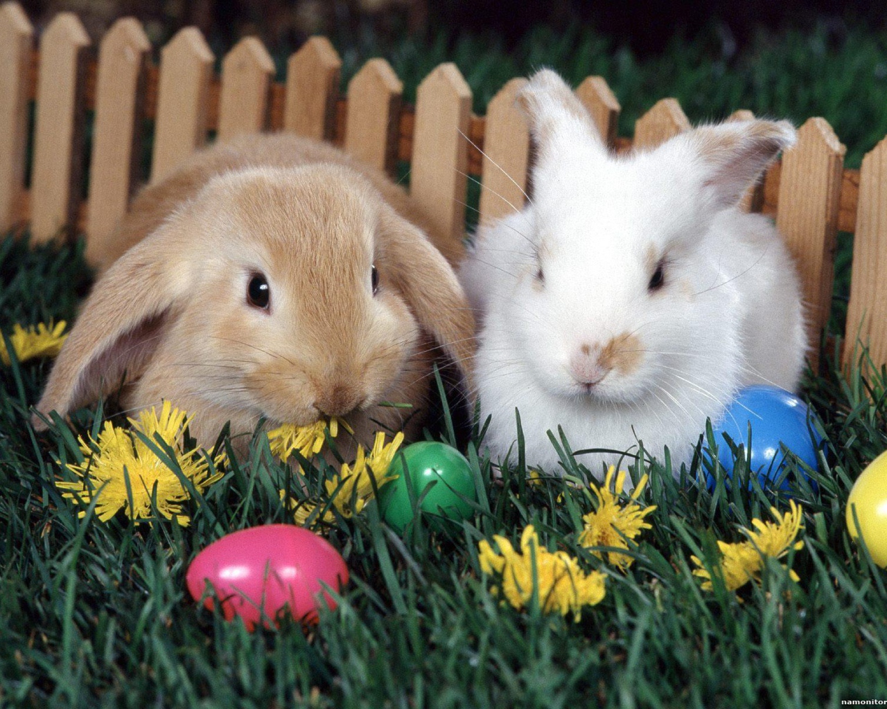Кролики у забора на Пасху