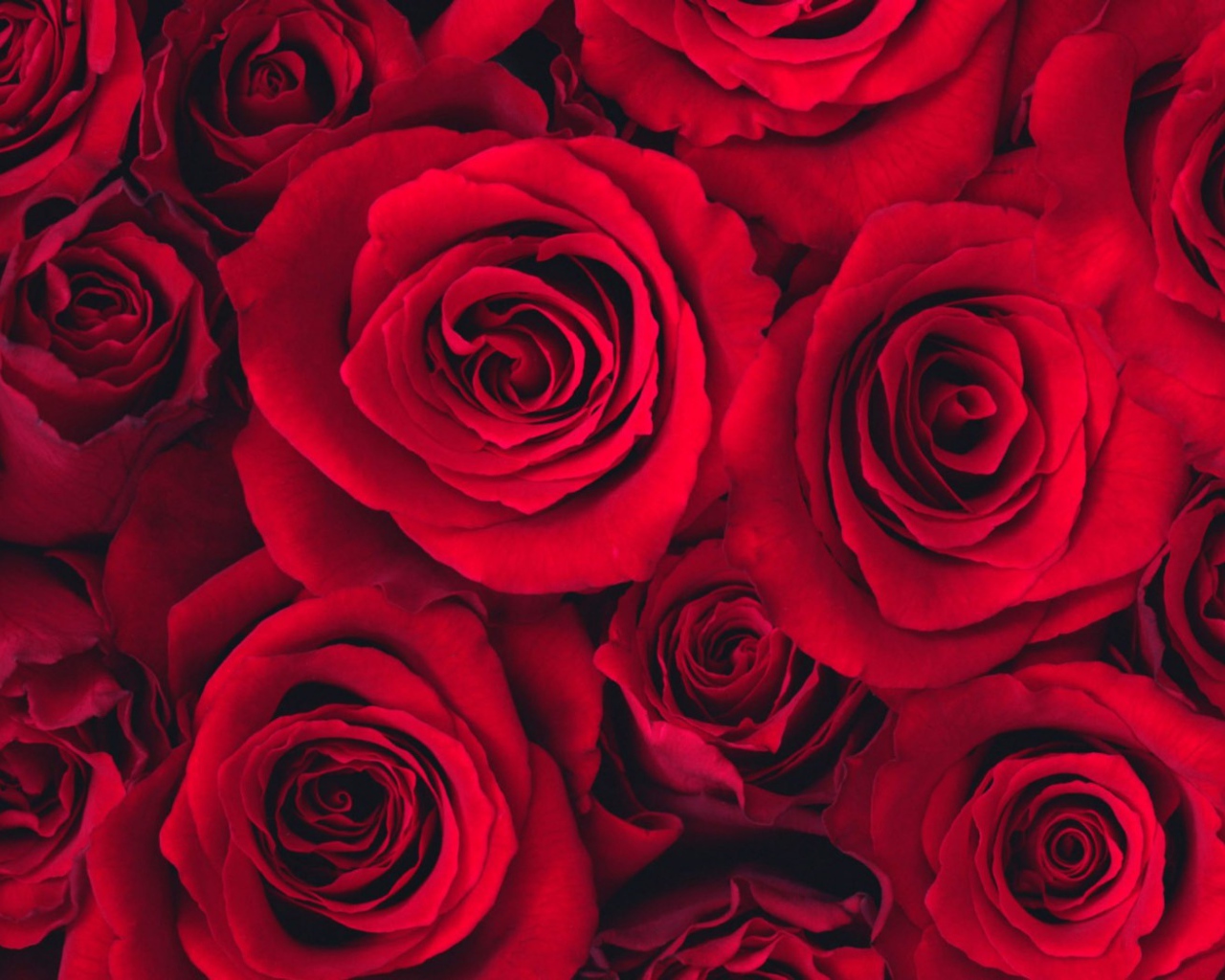 Букет роз на 8 марта