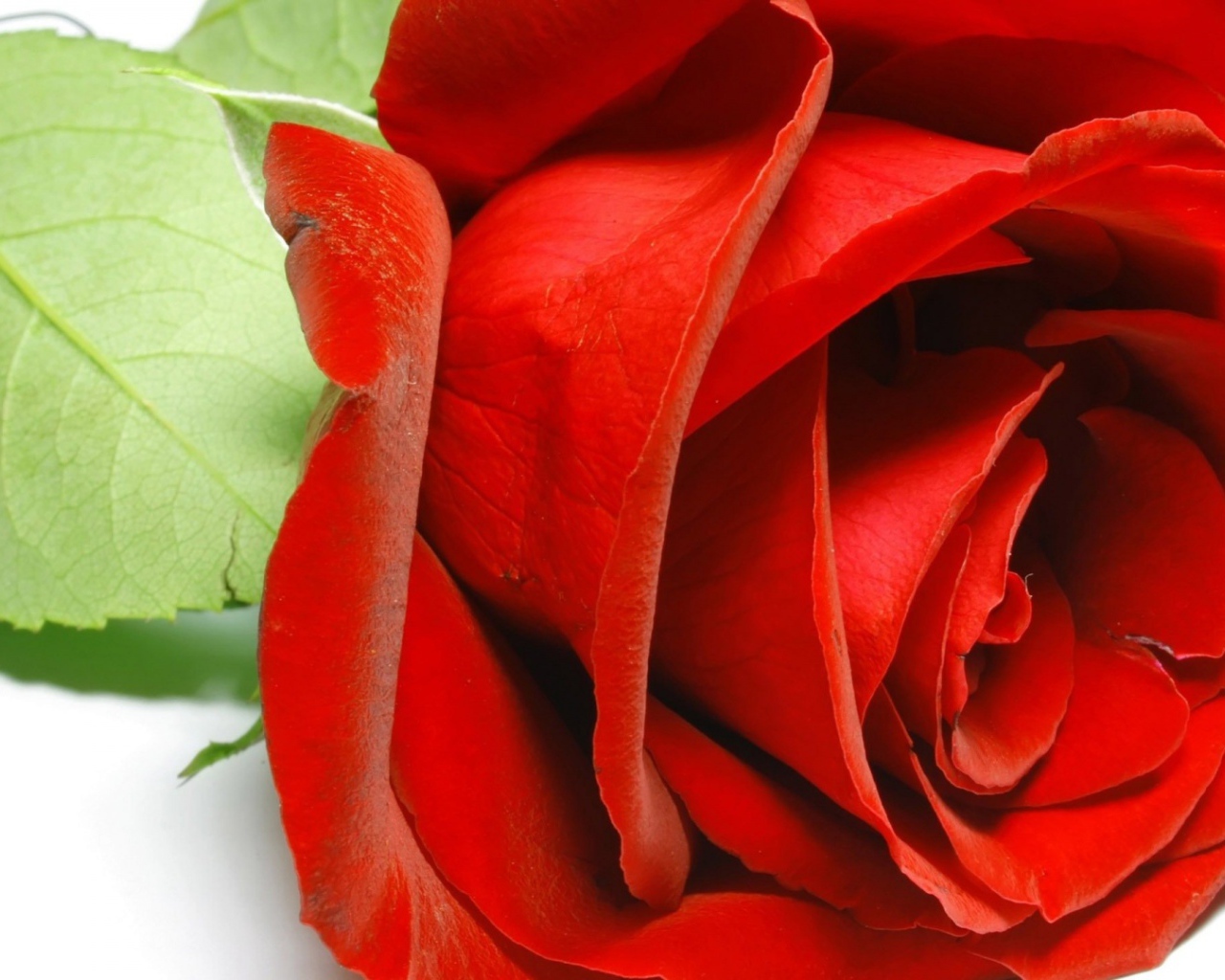 Красивая красная роза крупным планом на восьмое марта