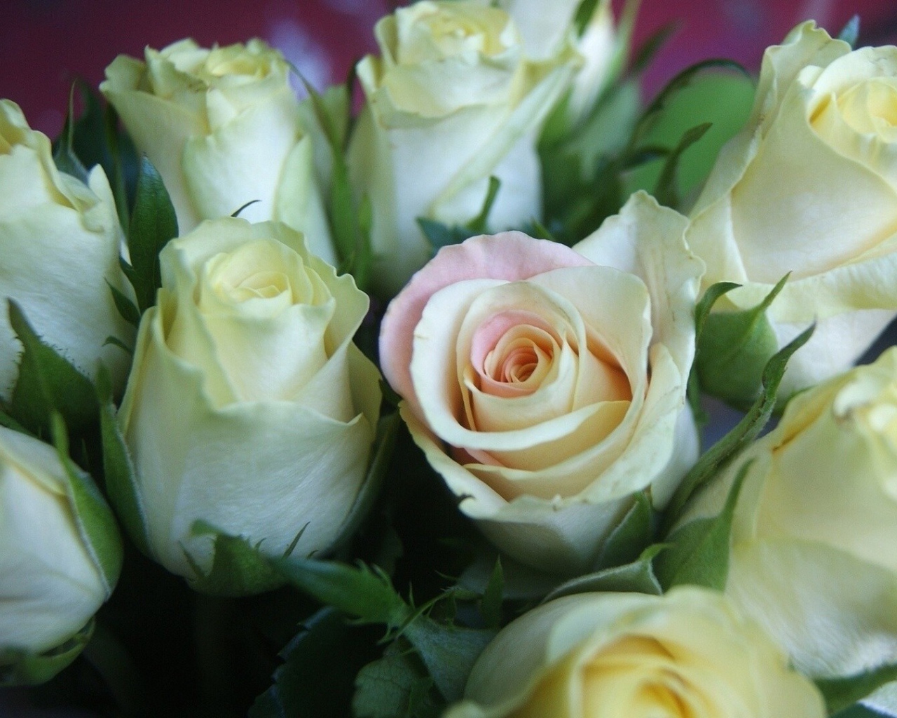 Красивые белые розы для женщин