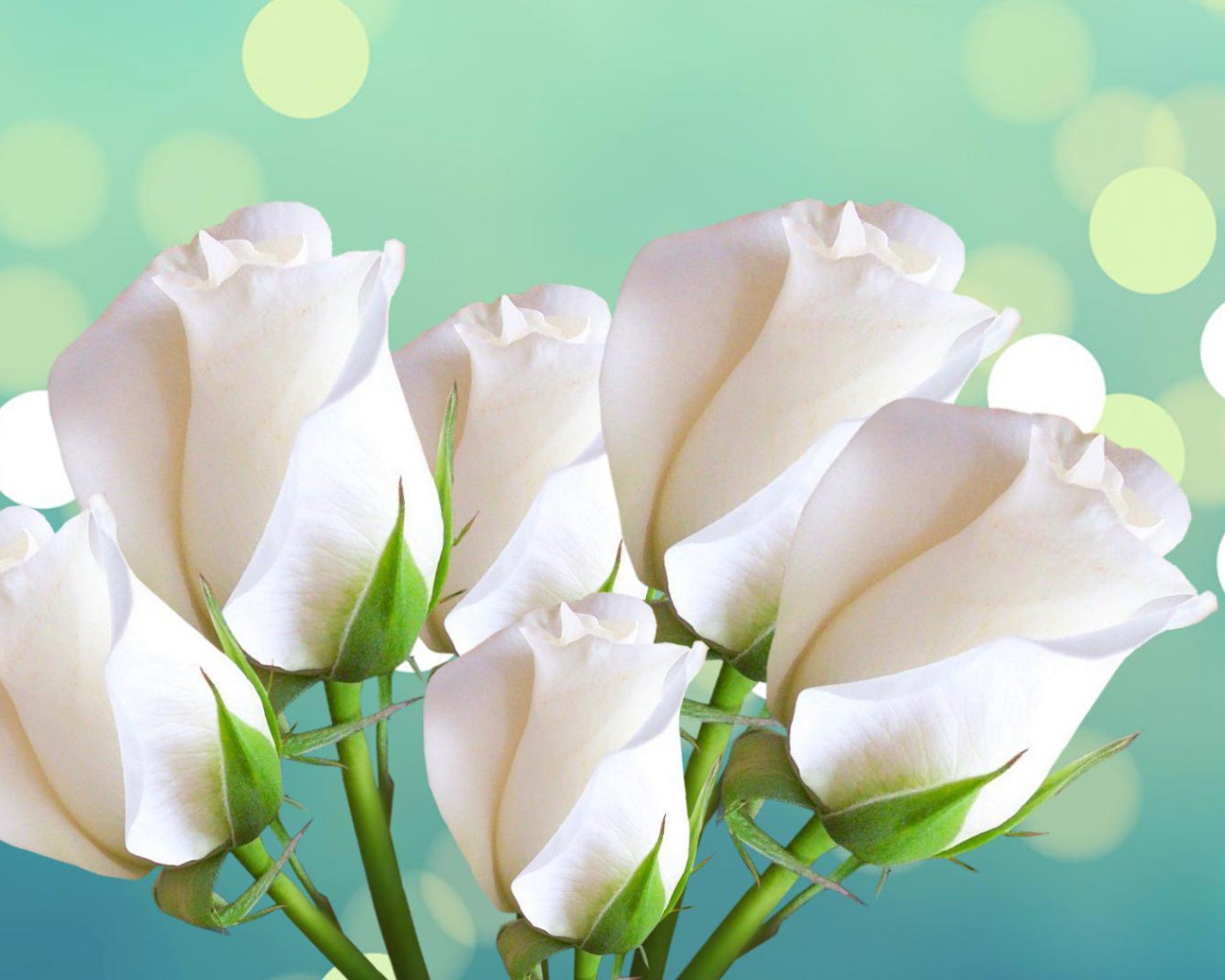 Красивые белые розы на голубом фоне женщинам на восьмое марта