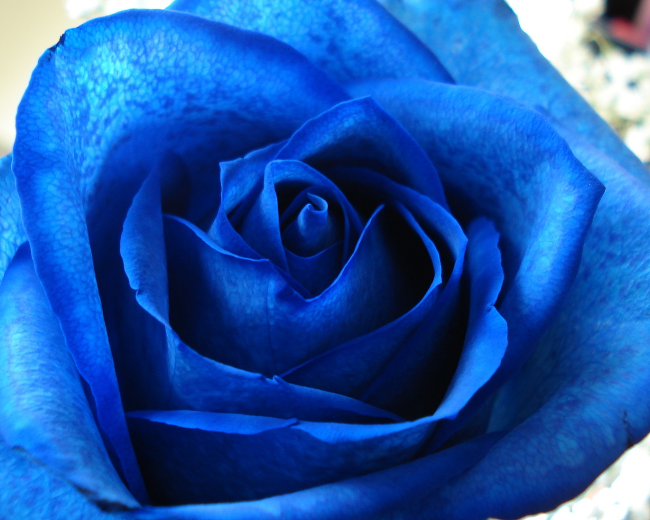 Синяя роза в подарок на восьмое марта
