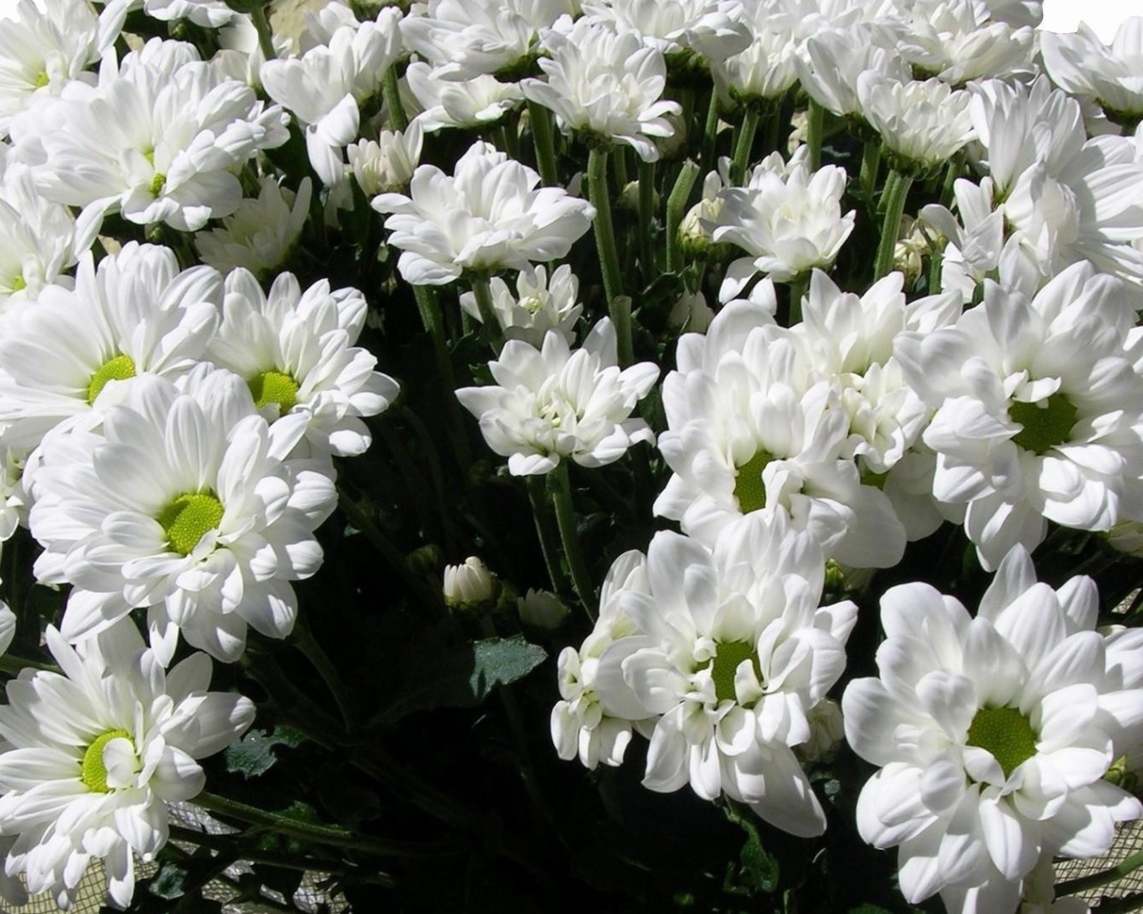 Букет из белых хризантем на восьмое марта