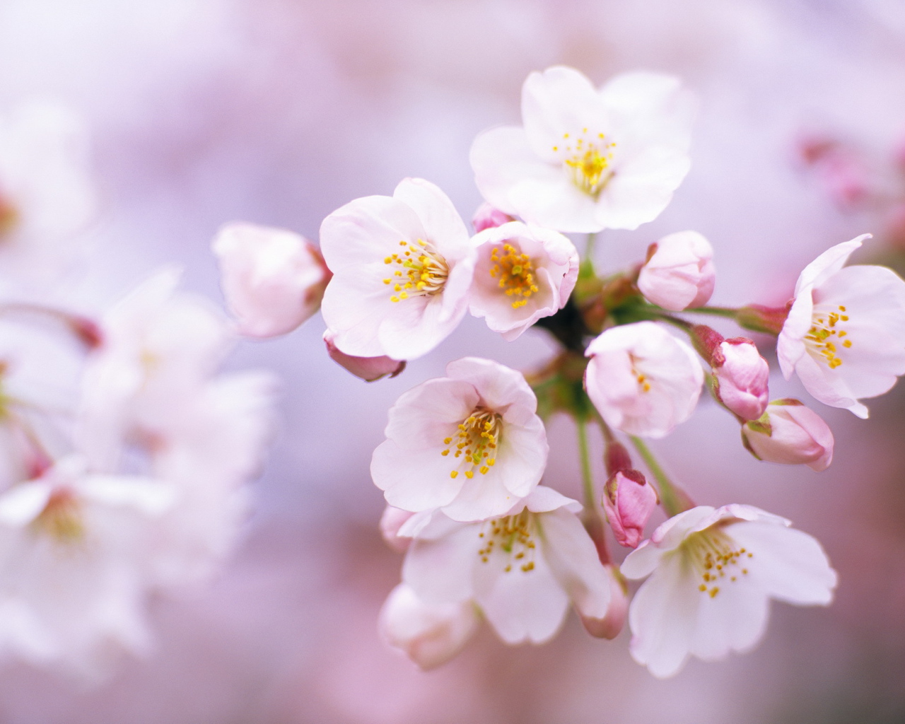 Цветы вишни на 8 марта