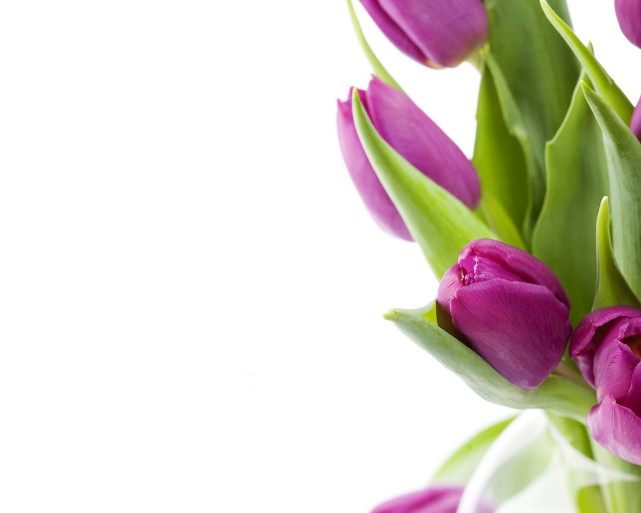 Нежные цветы на 8 марта