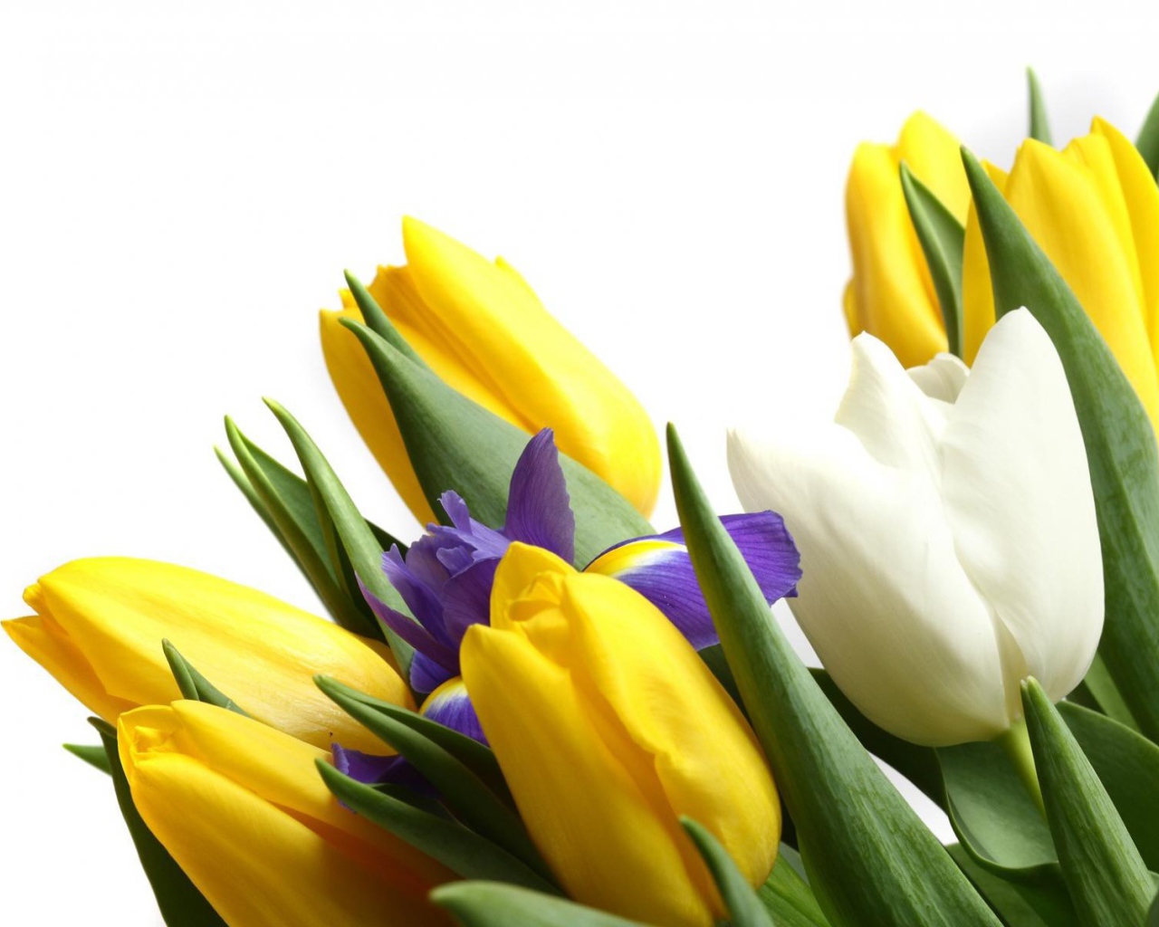 Цветы для девушки к 8 марта