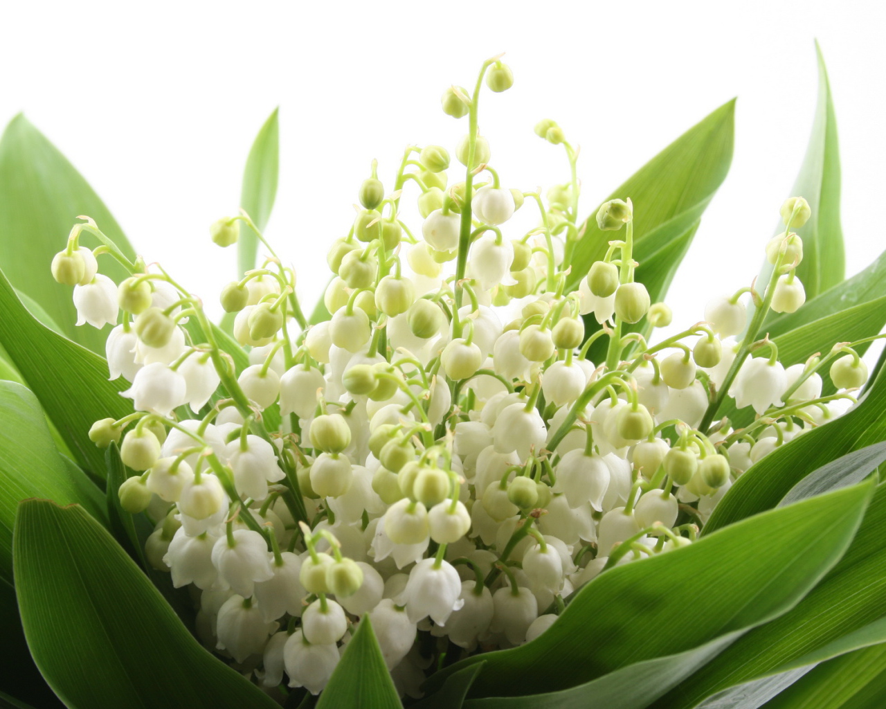 Ландыши на 8 марта