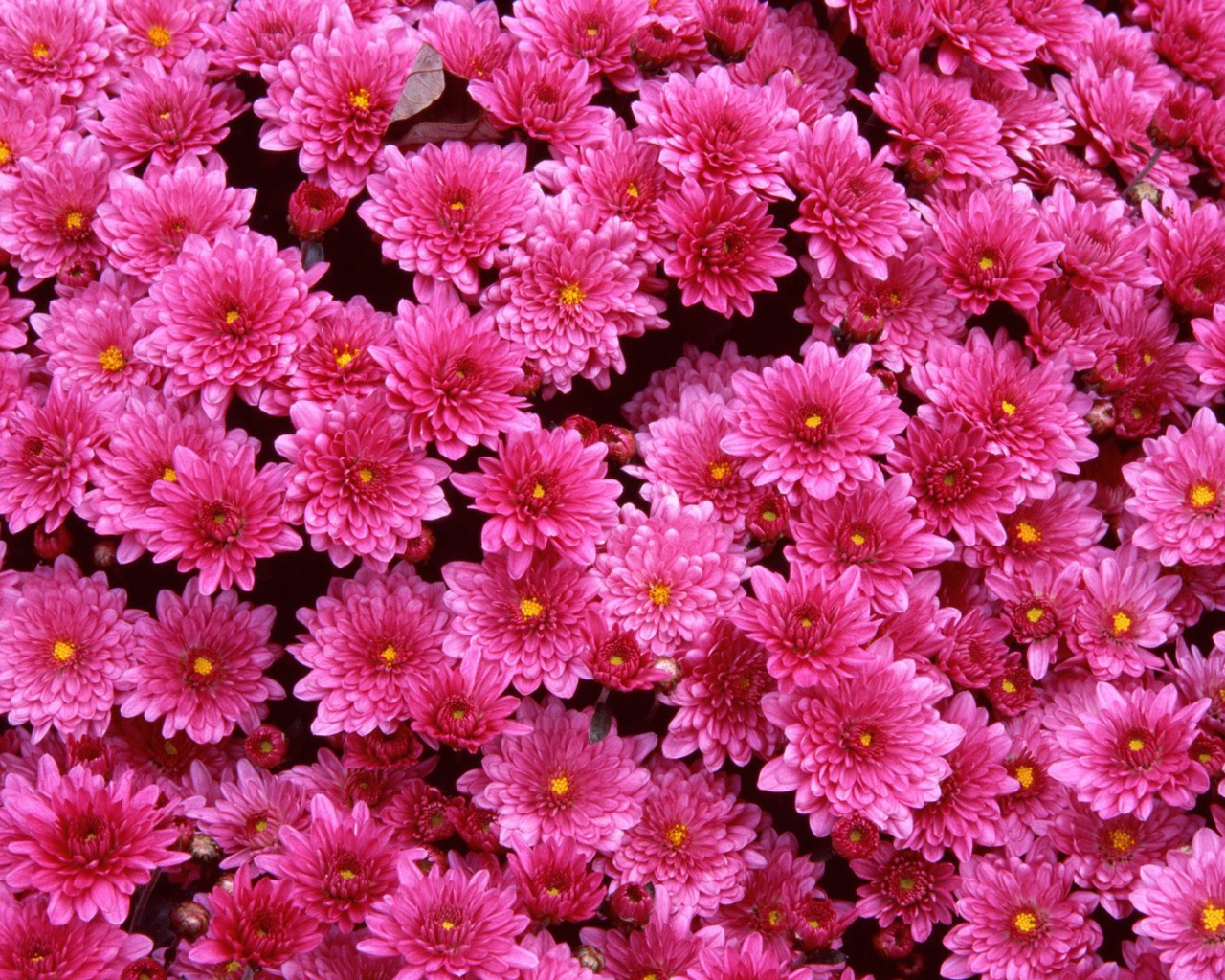 Луг на 8 марта