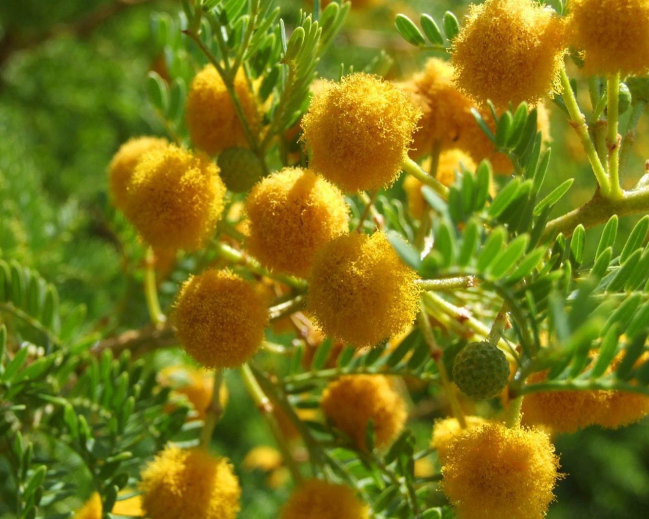 Цветы мимозы на 8 марта