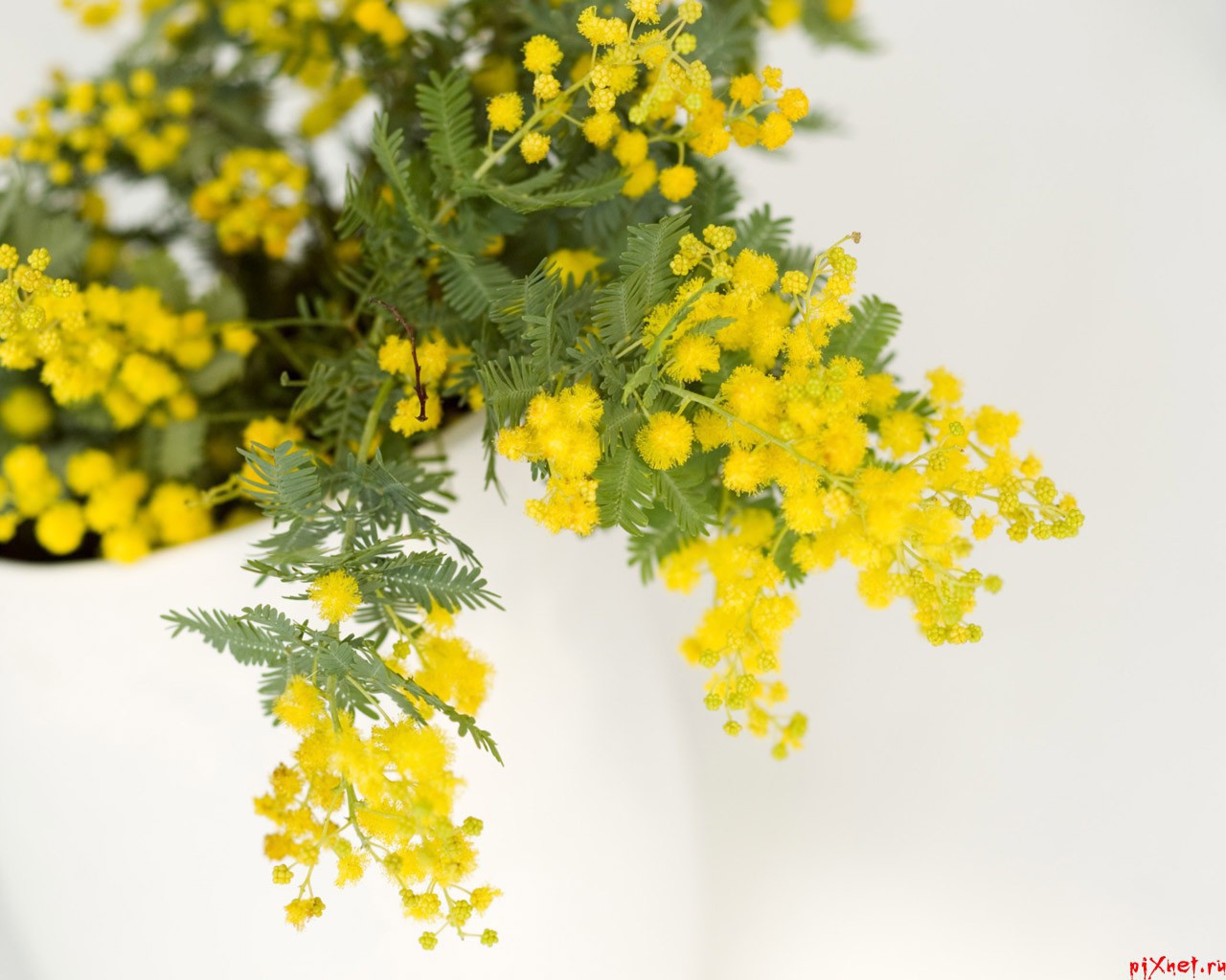 Мимоза на 8 марта