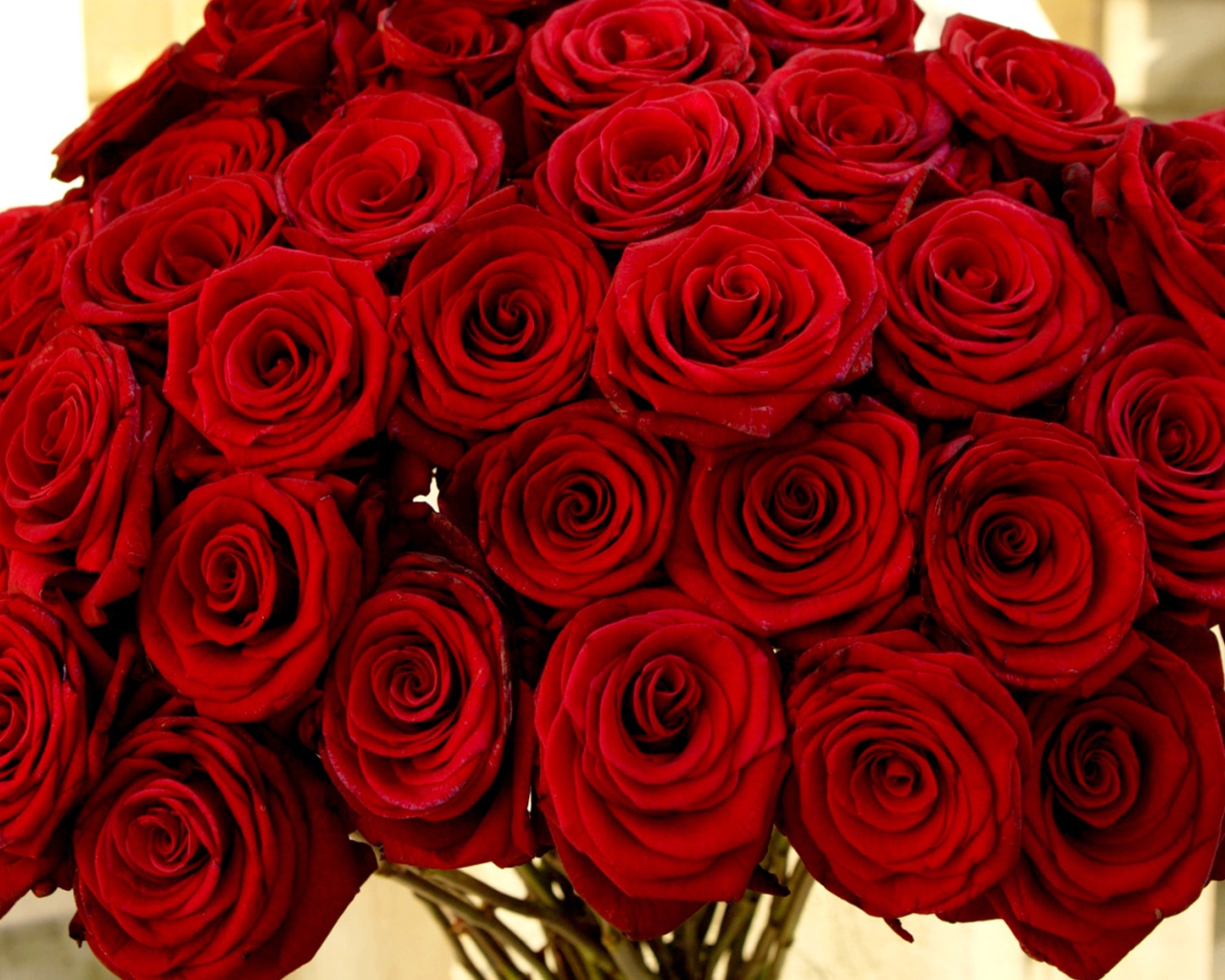 Нарядный букет красных роз на 8 марта