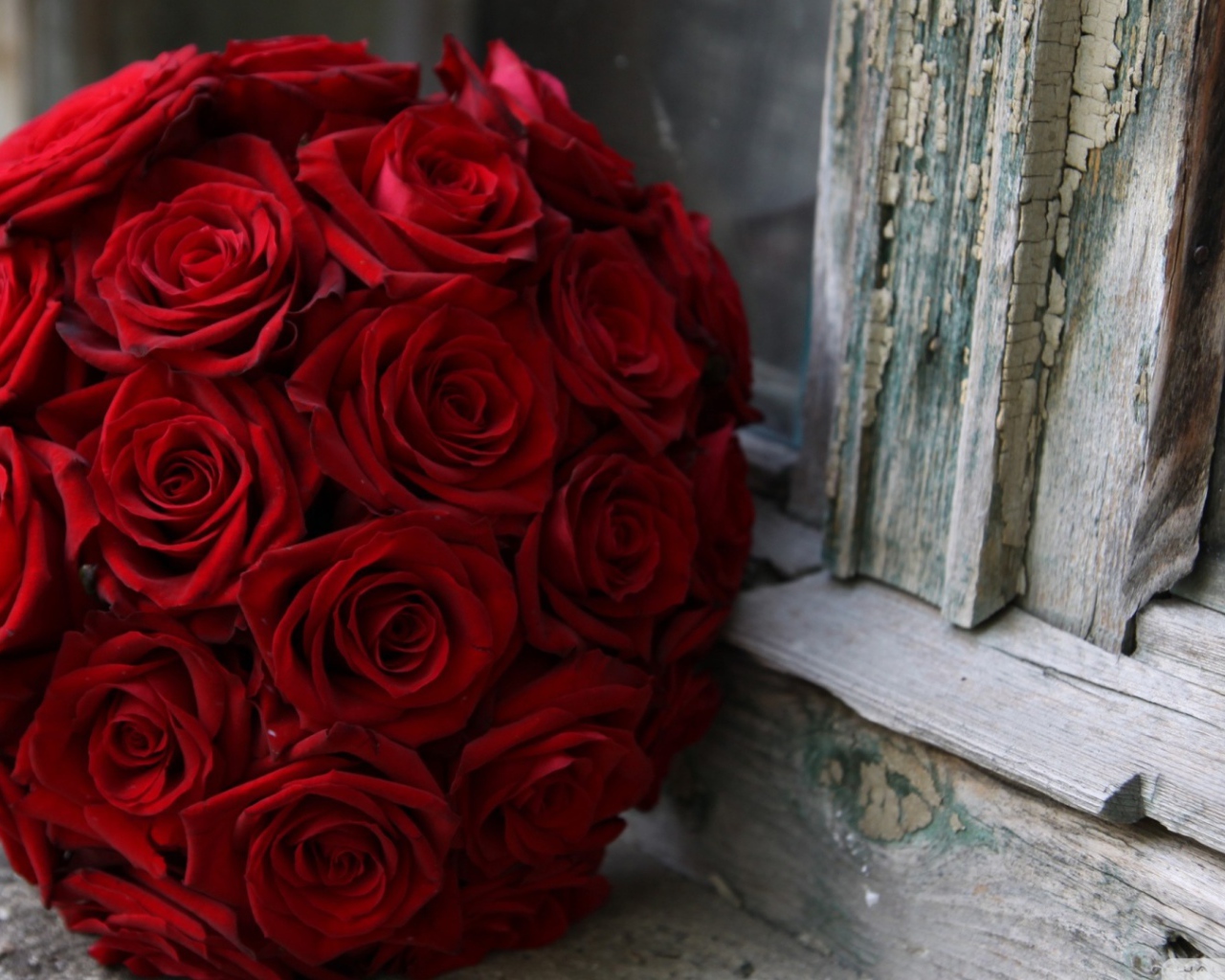 Красные розы на 8 марта возле окна