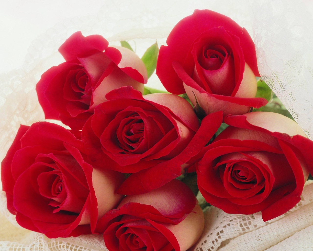 Красные розы на 8 марта для любимой