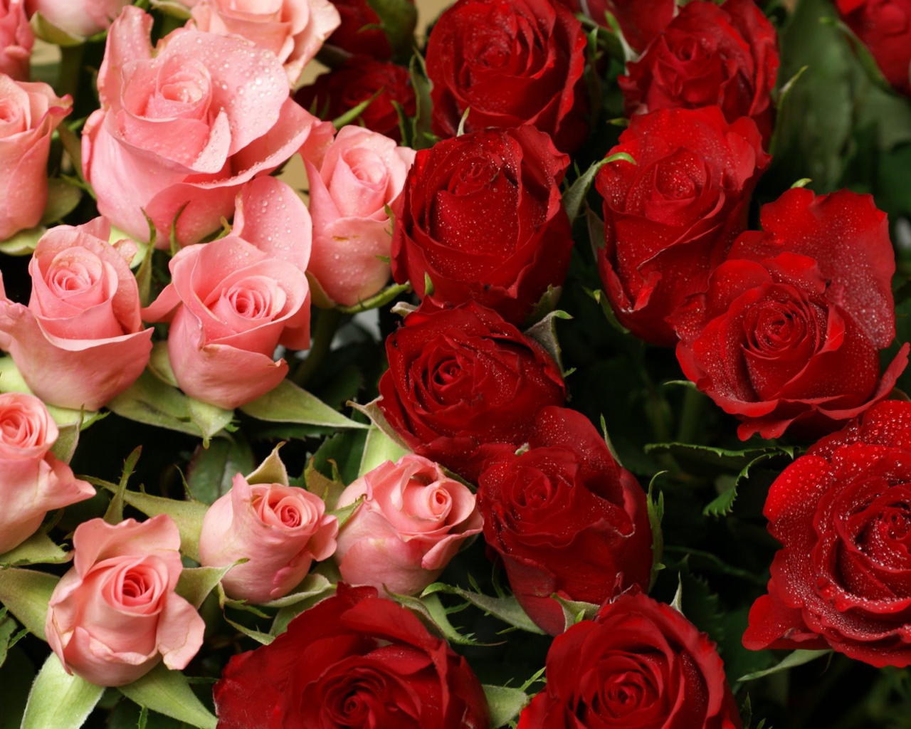 Красные розы на 8 марта в букете с розовыми