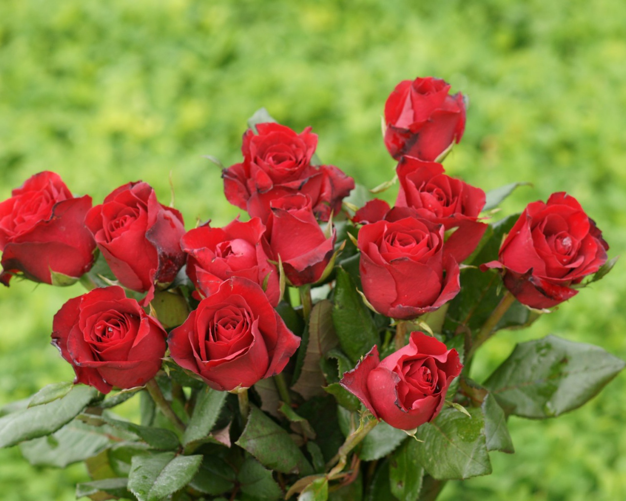 Красные розы на 8 марта на зеленом фоне