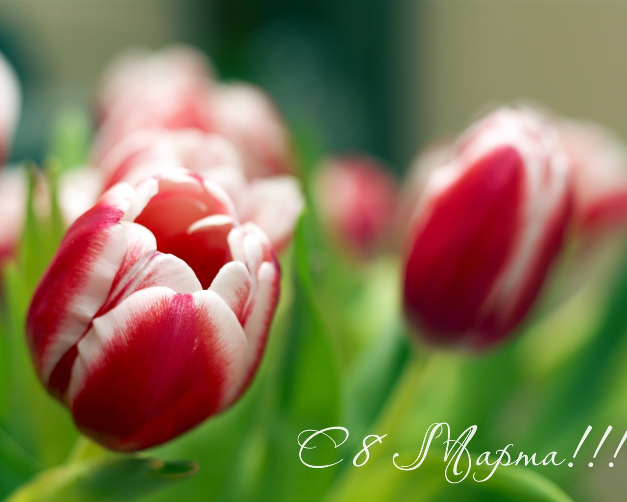 Весенние тюльпаны на 8 марта