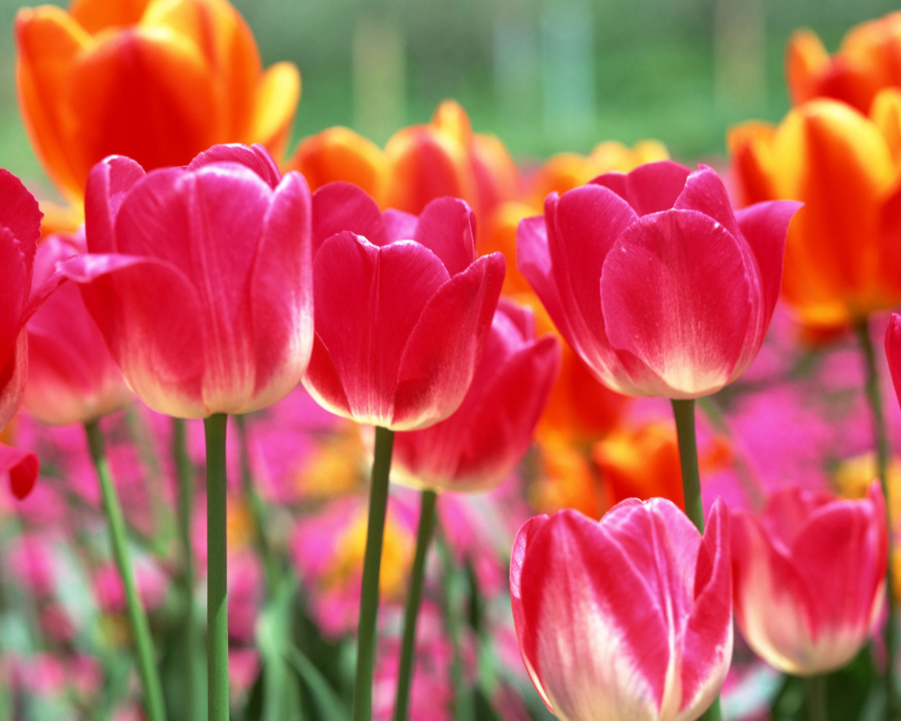 Тюльпаны на 8 марта