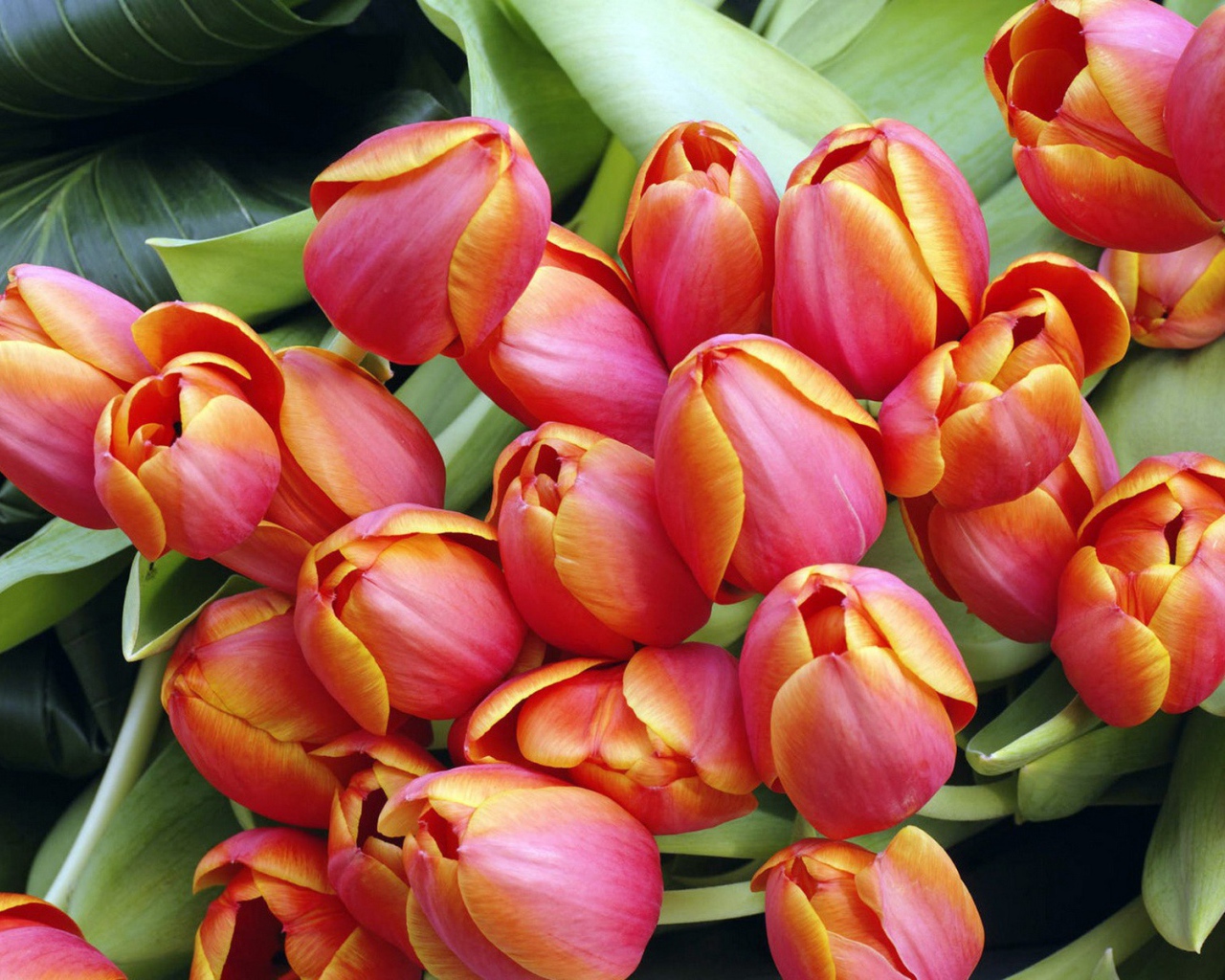 Тюльпаны к дню 8 марта