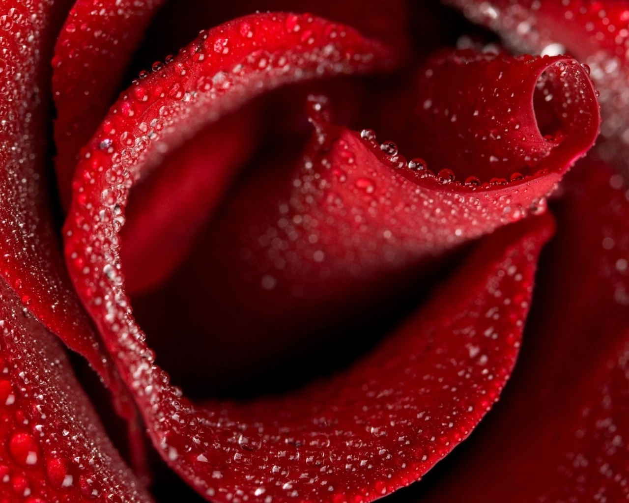 Мокрая красная роза крупным планом на восьмое марта