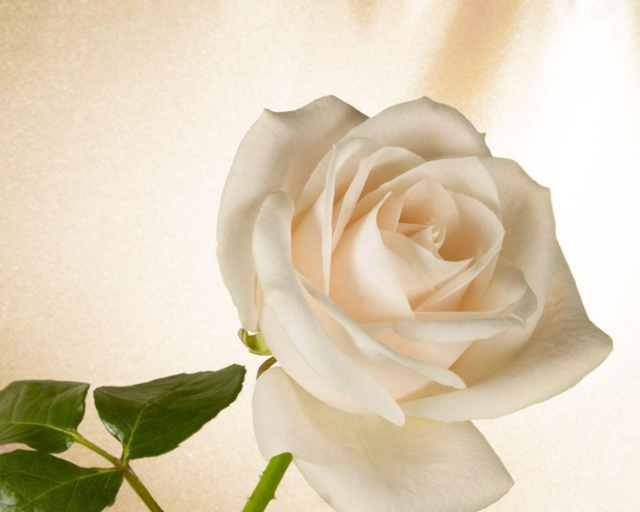 Белая роза в подарок на восьмое марта