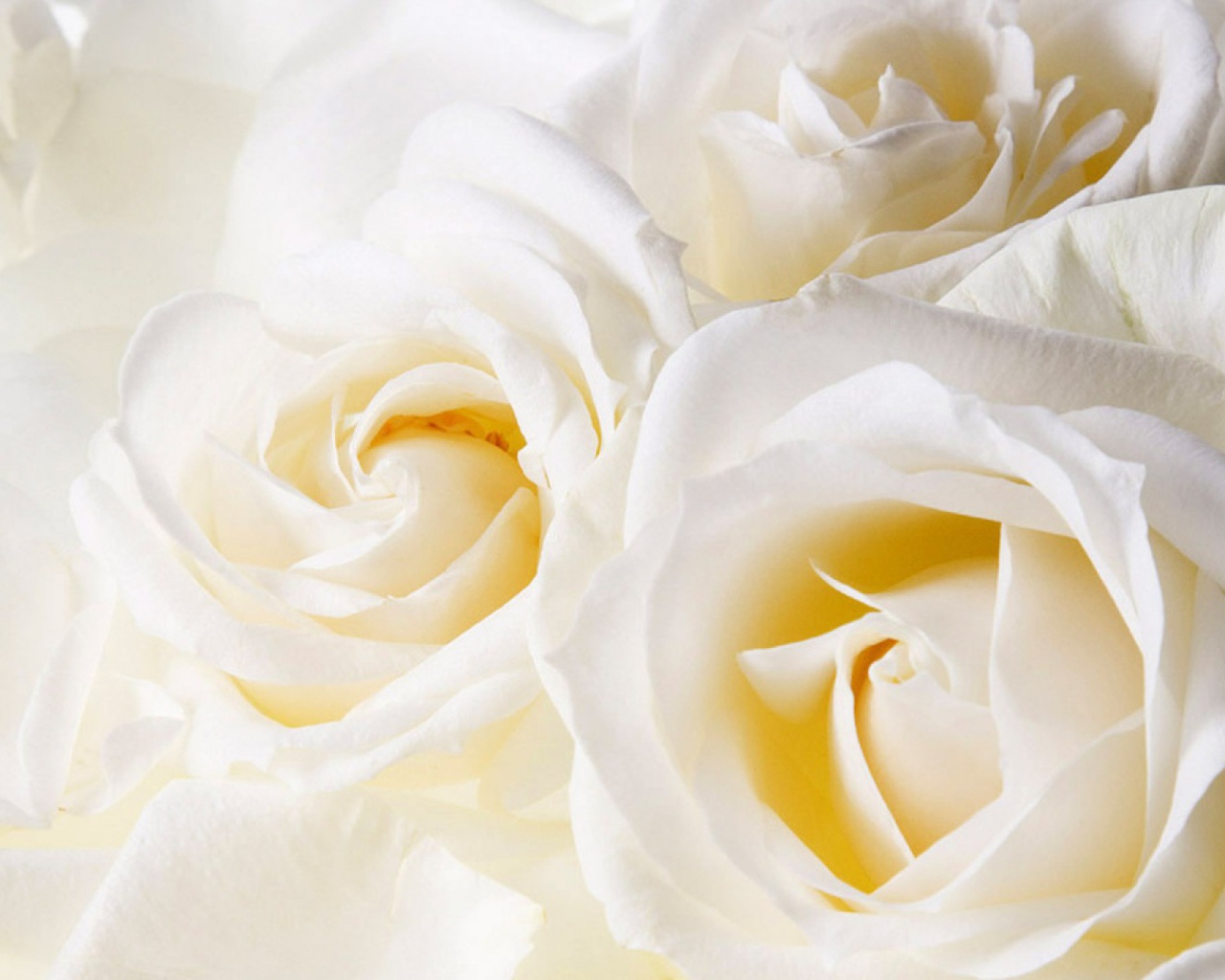 Белые розы в подарок на восьмое марта, крупный план