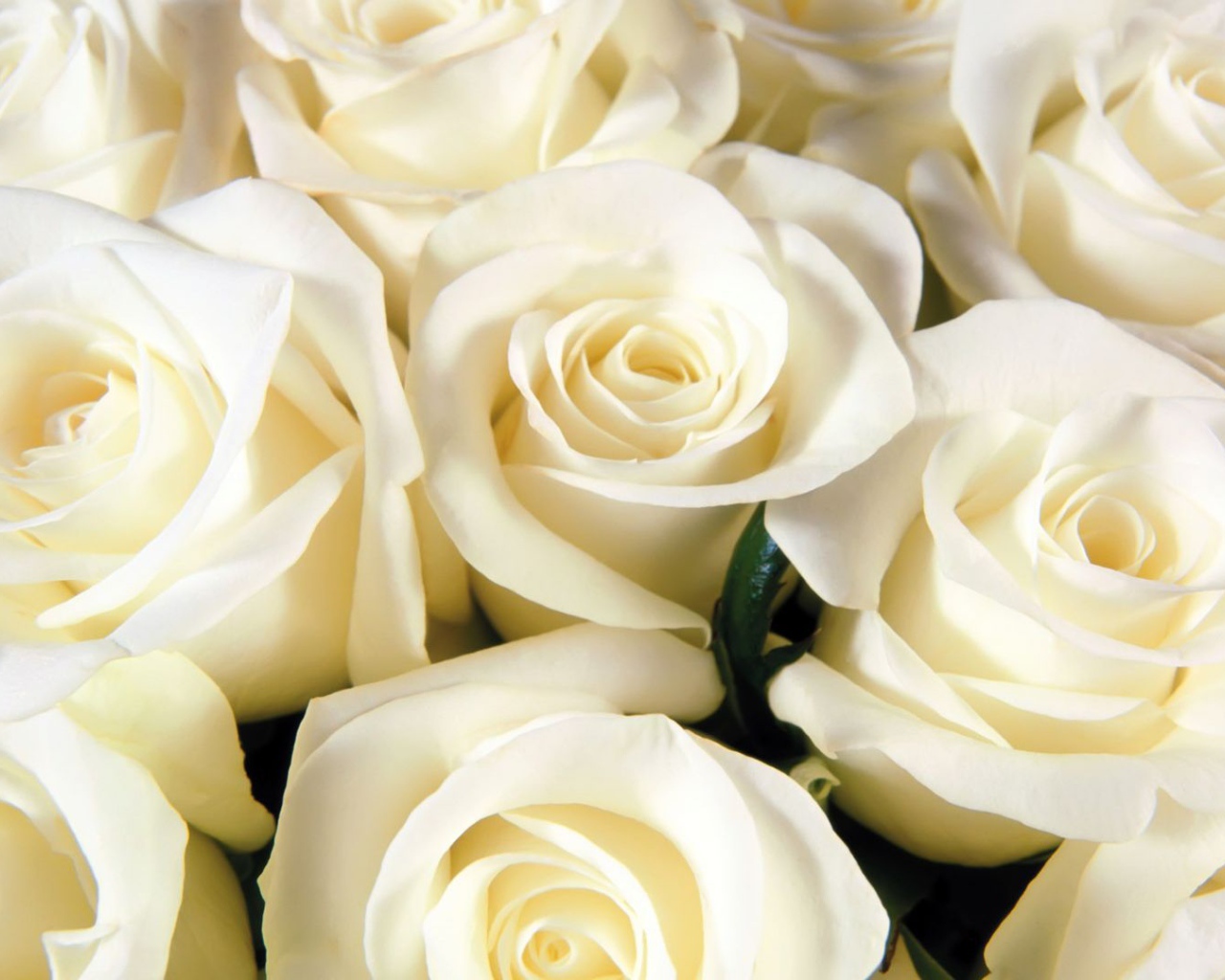 Белые розы всем женщинам на восьмое марта