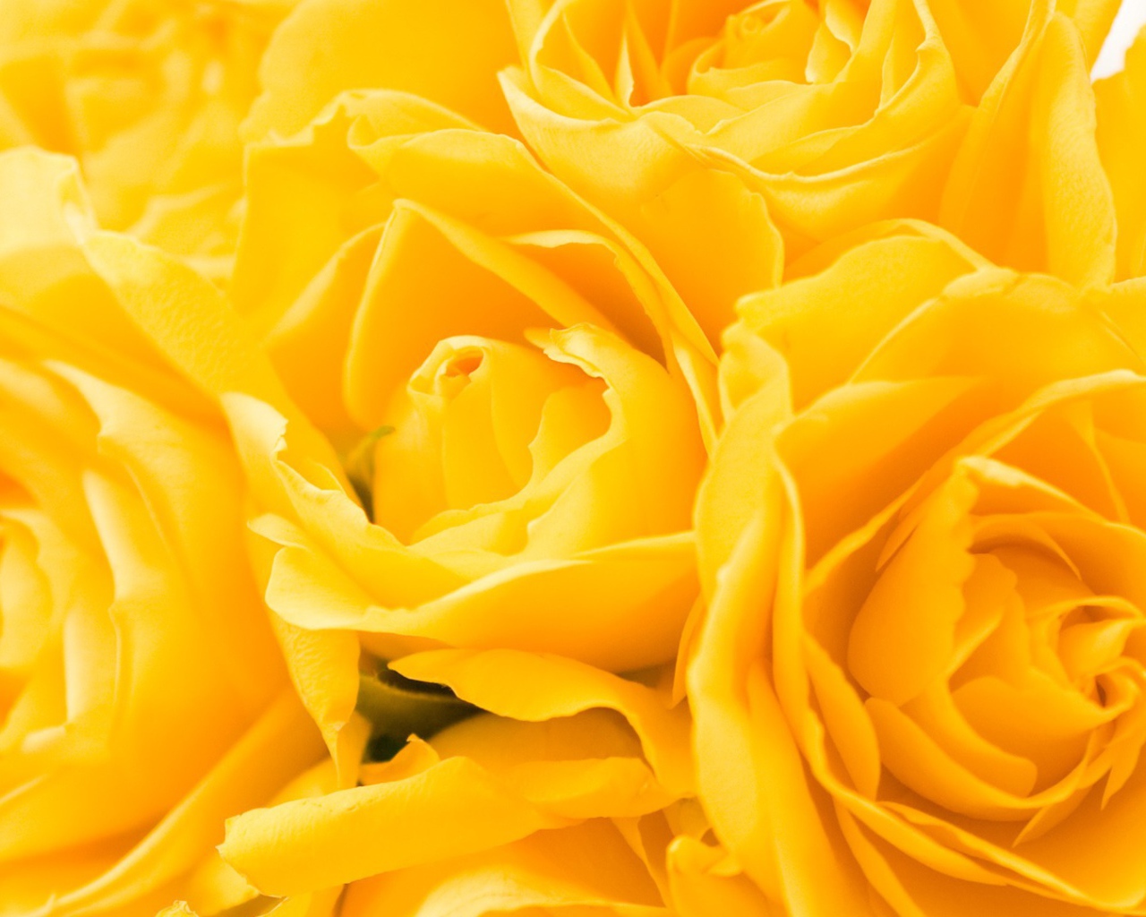 Жёлтые розы в подарок на восьмое марта