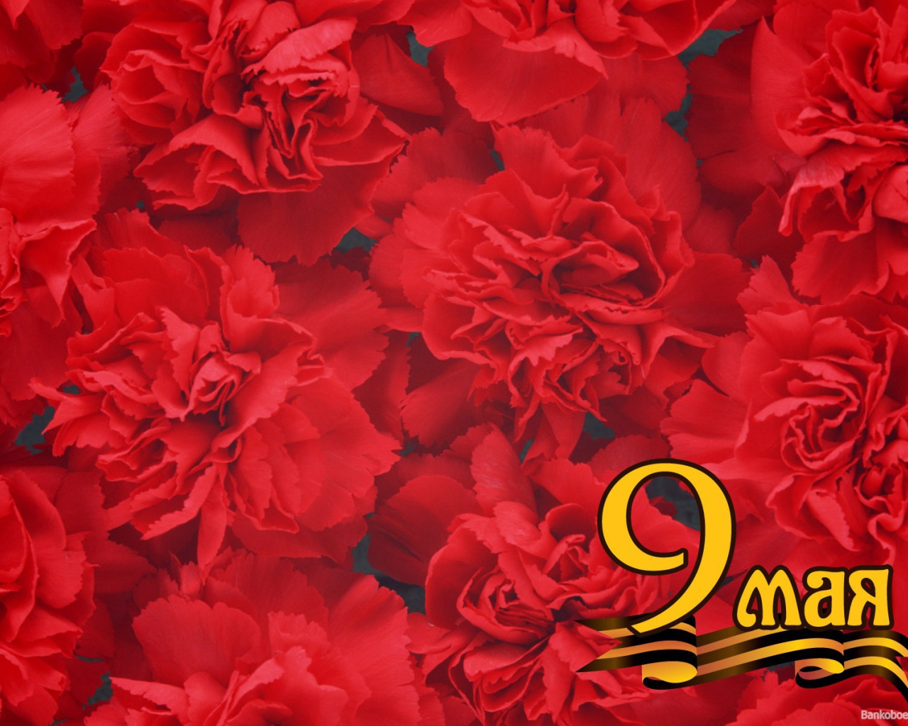 Фон из красных цветов в День Победы 9 мая