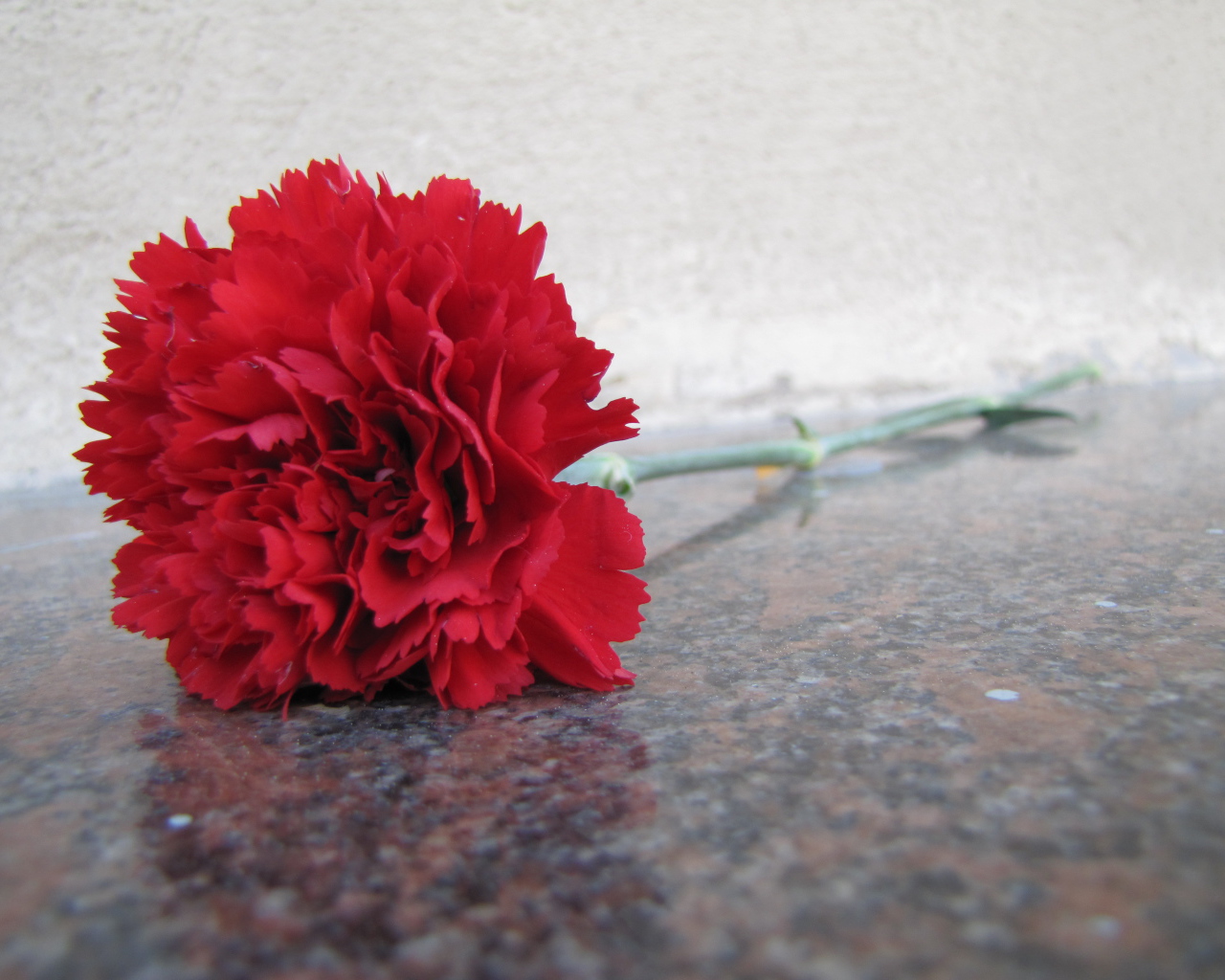 Гвоздика на граните в День Победы 9 мая