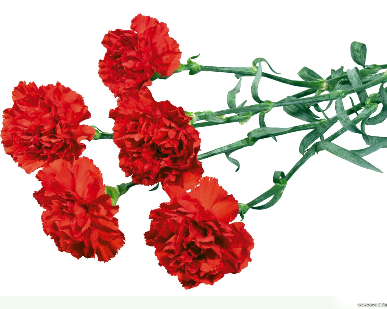 Гвоздики в День Победы 9 мая