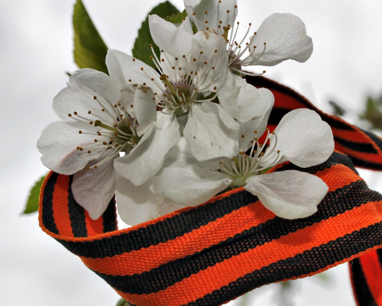 Весенний цвет в День Победы 9 мая