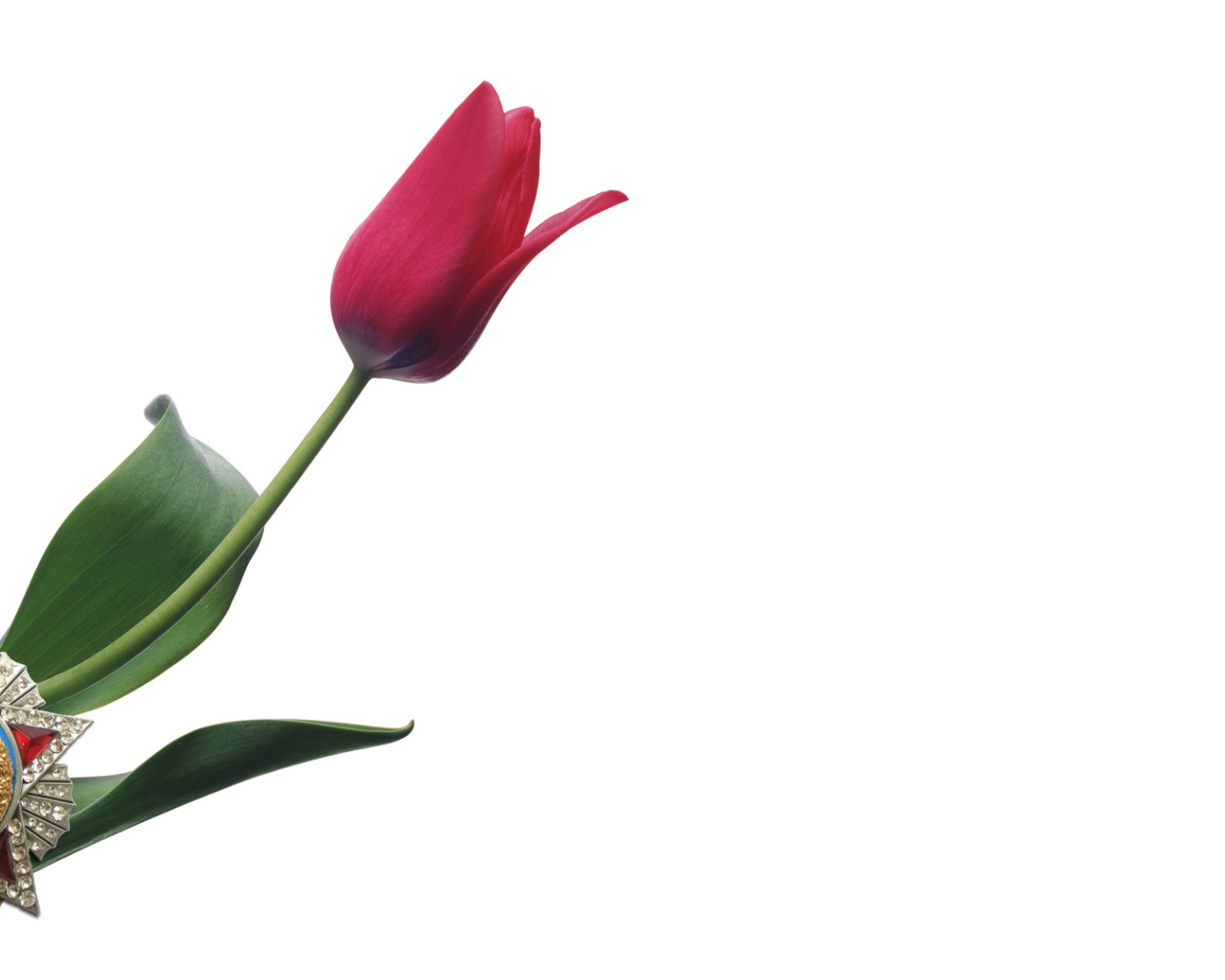 Тюльпан в День Победы 9 мая