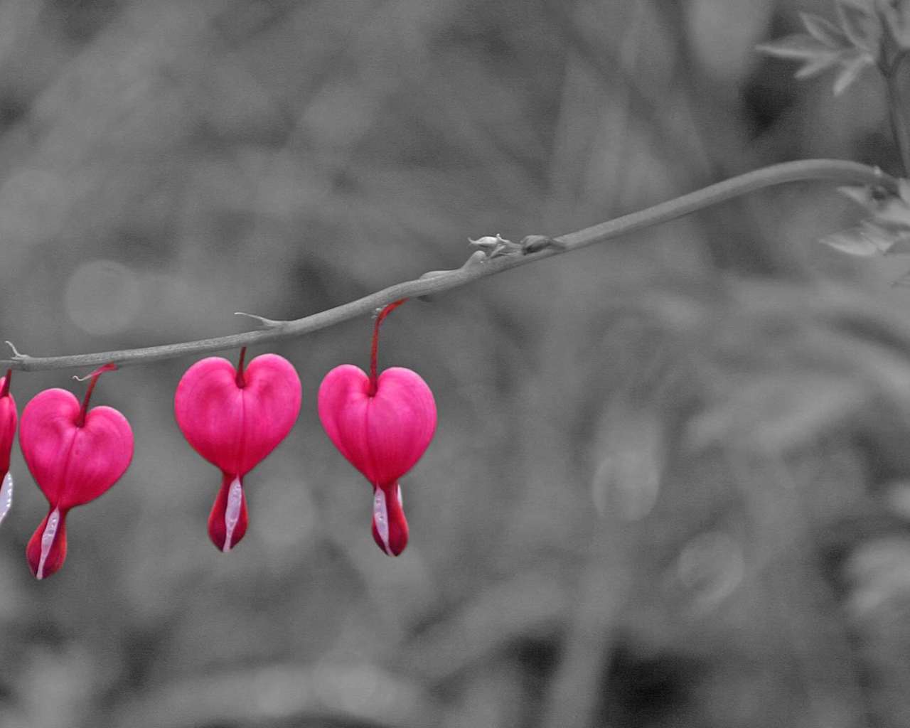 Бутоны на ветке на День Святого Валентина 14 февраля