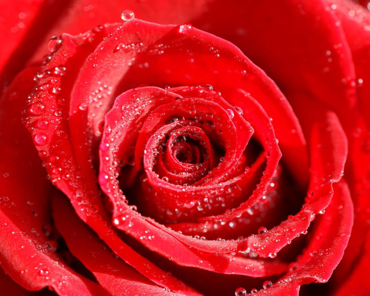 Dew on a rose on Valentine's Day