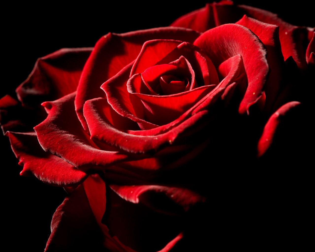 Великолепная роза на День Влюбленных 14 февраля