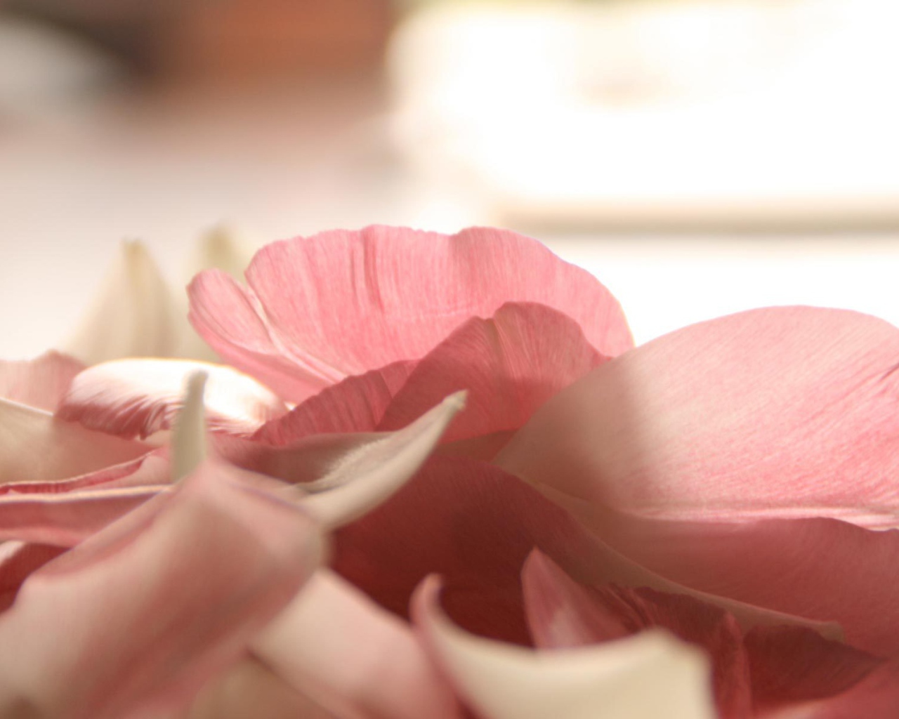 Лепестки роз на День Святого Валентина 14 февраля