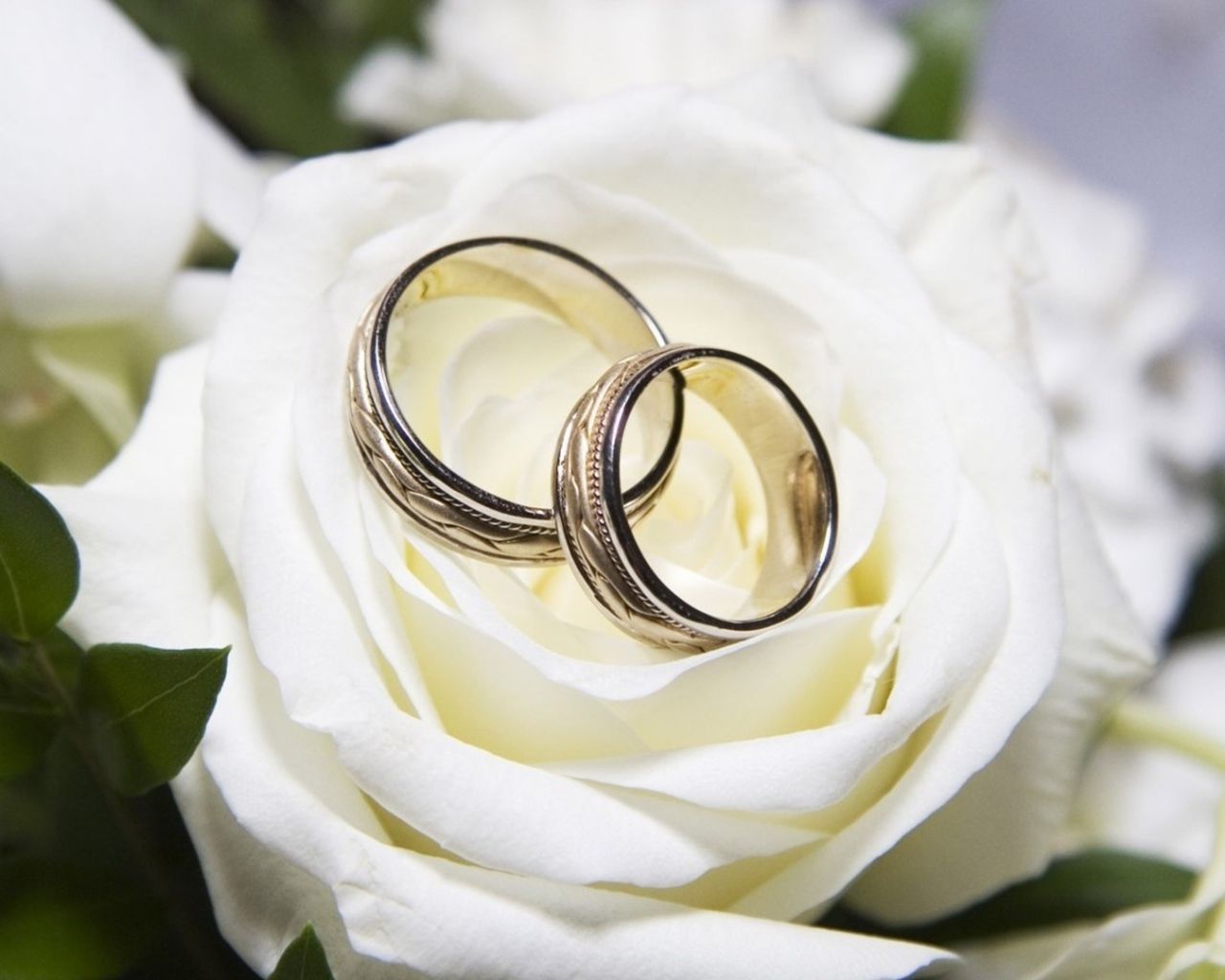 Красивые белые розы и свадебные кольца
