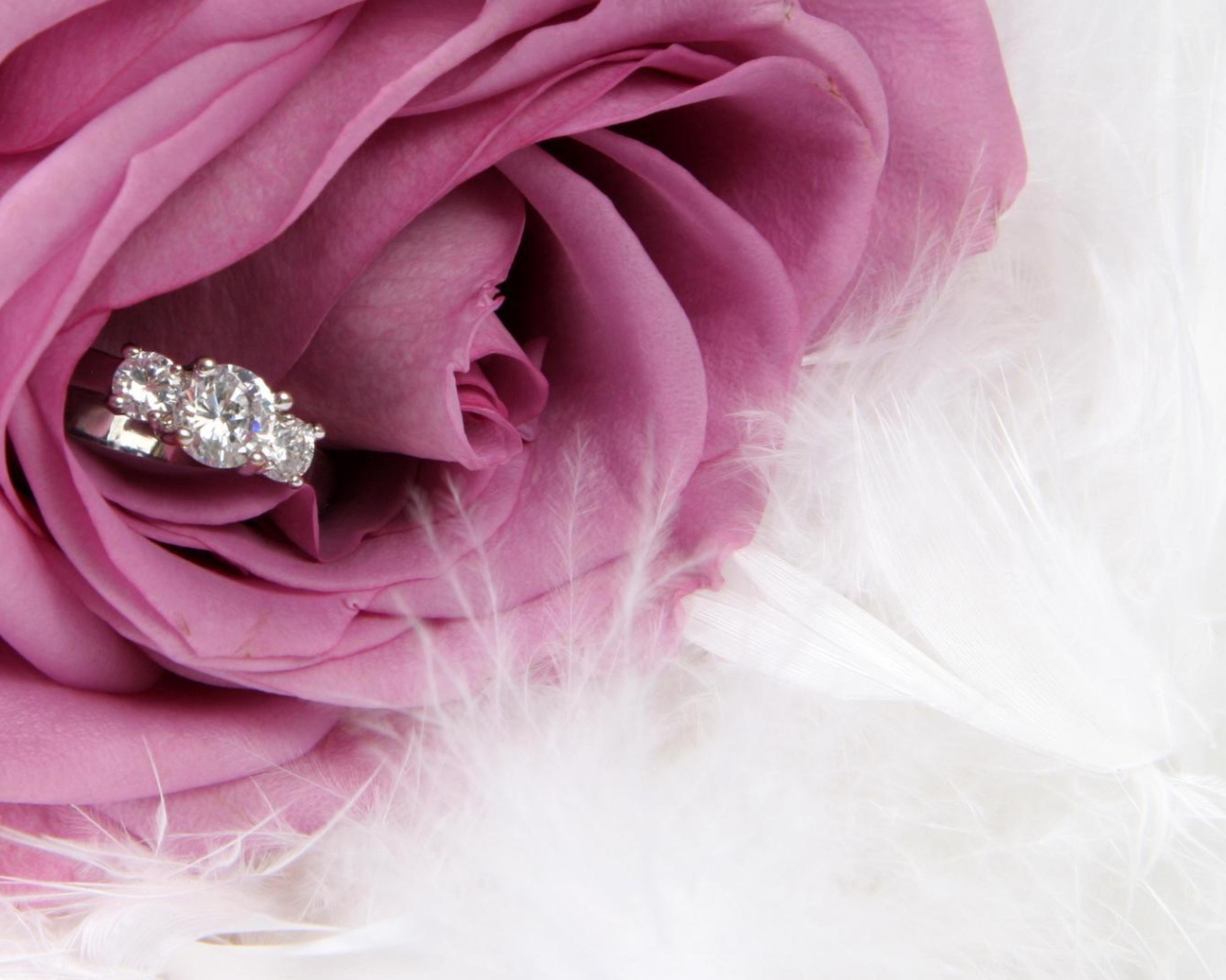 Фиолетовая роза и кольцо, предложение руки и сердца